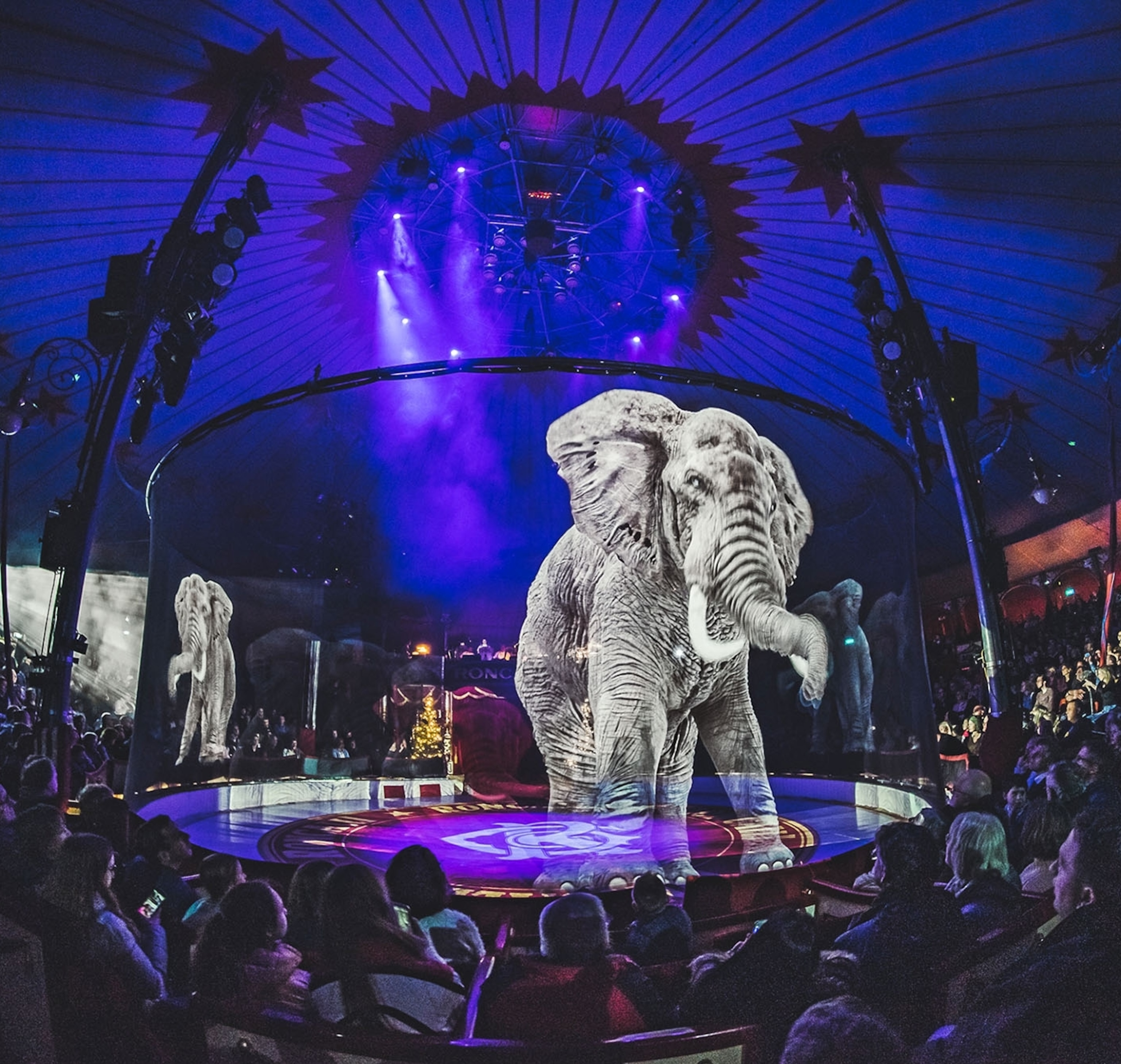 a slightly translucent elephant at the arena.