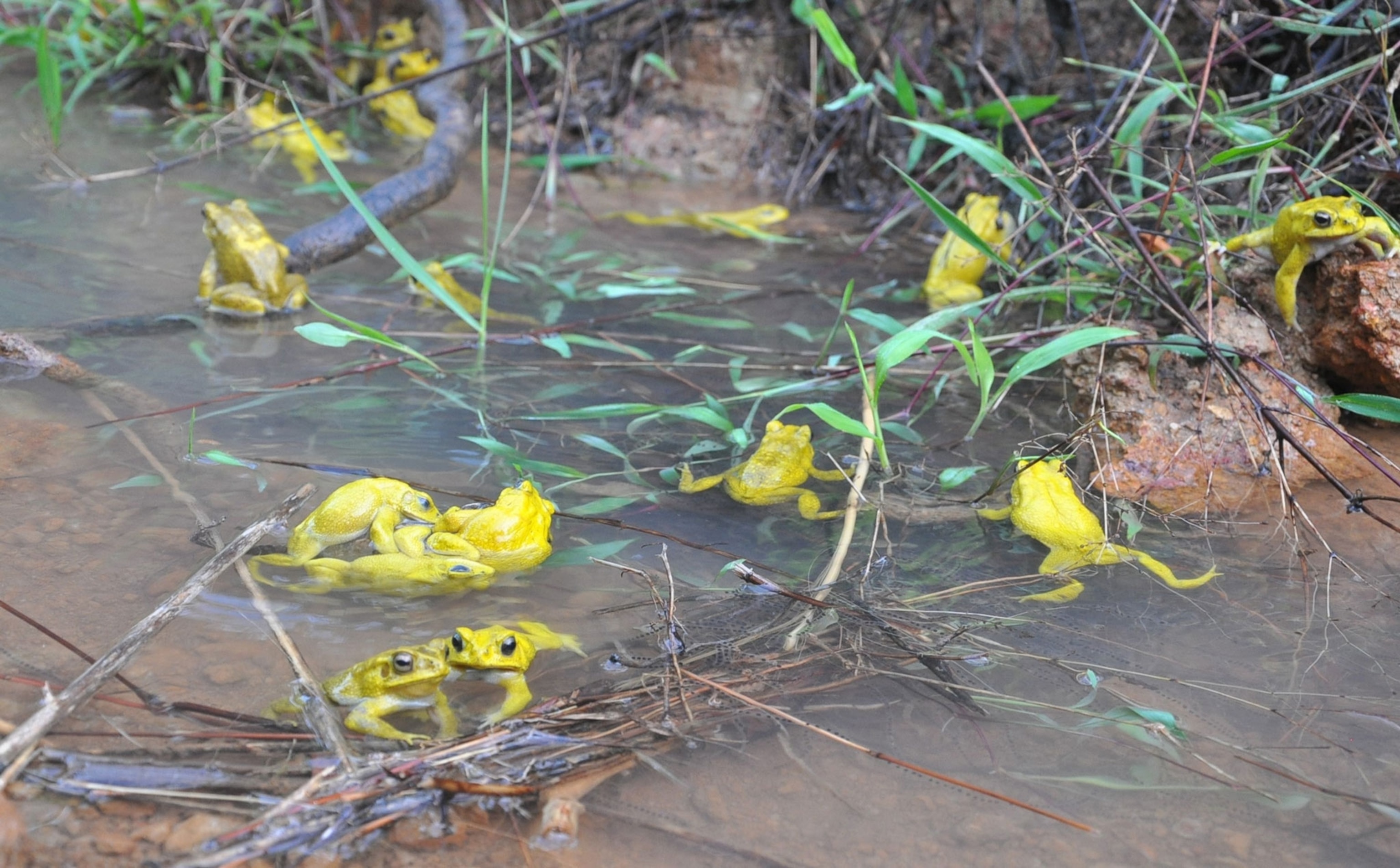 Over a dozen bright yellow male toads in a pond during an explosive breeding event in Karnataka, India.