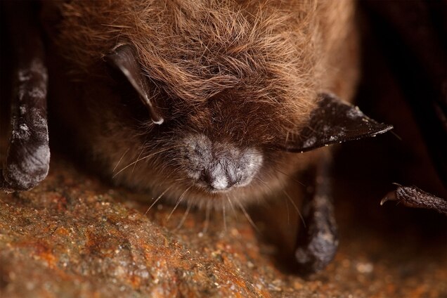 Notorious Bat Killer Found to Have a Weak Link Notorious Bat Killer Found to Have a Weak Link