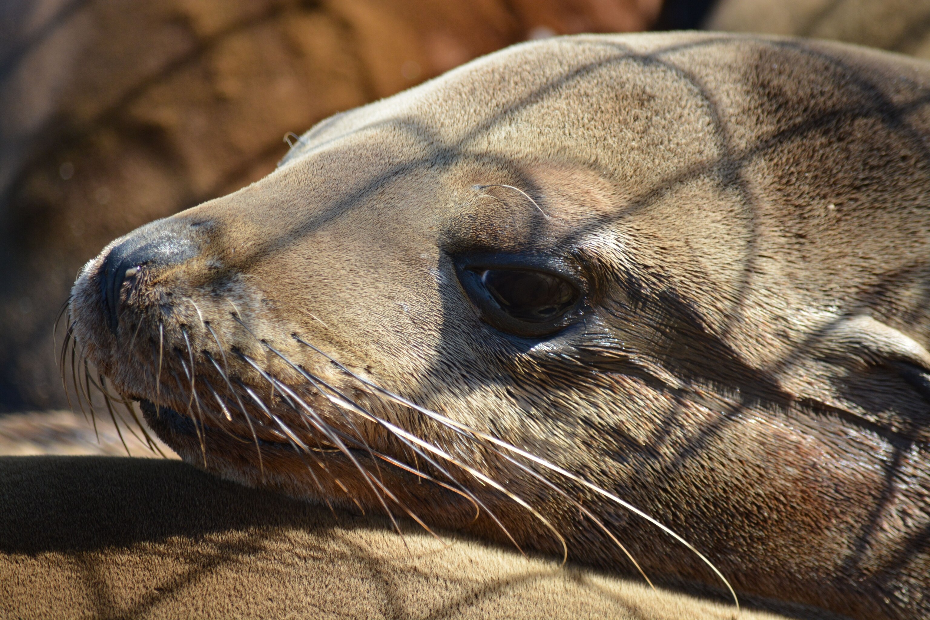 California Sea Lion National Geographic
