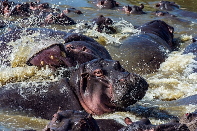 In addition to poaching for teeth and meat, threats to hippos include conflict with humans, climate change, and habitat loss. Photograph by Jason Edwards, National Geographic Creative