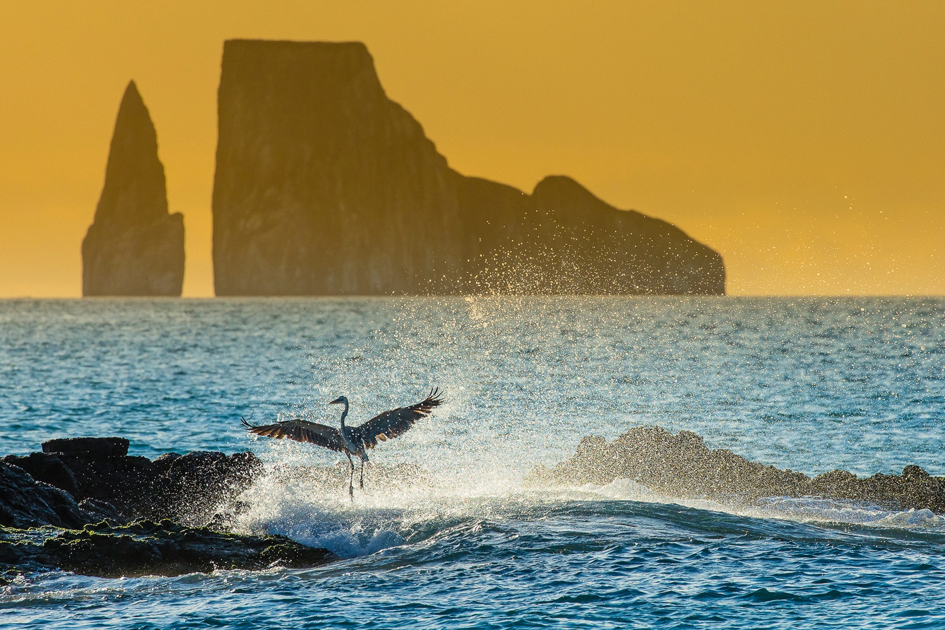 A sea-scene at early sunset with a heron flapping its wings while trying to land on a rock in the ocean.