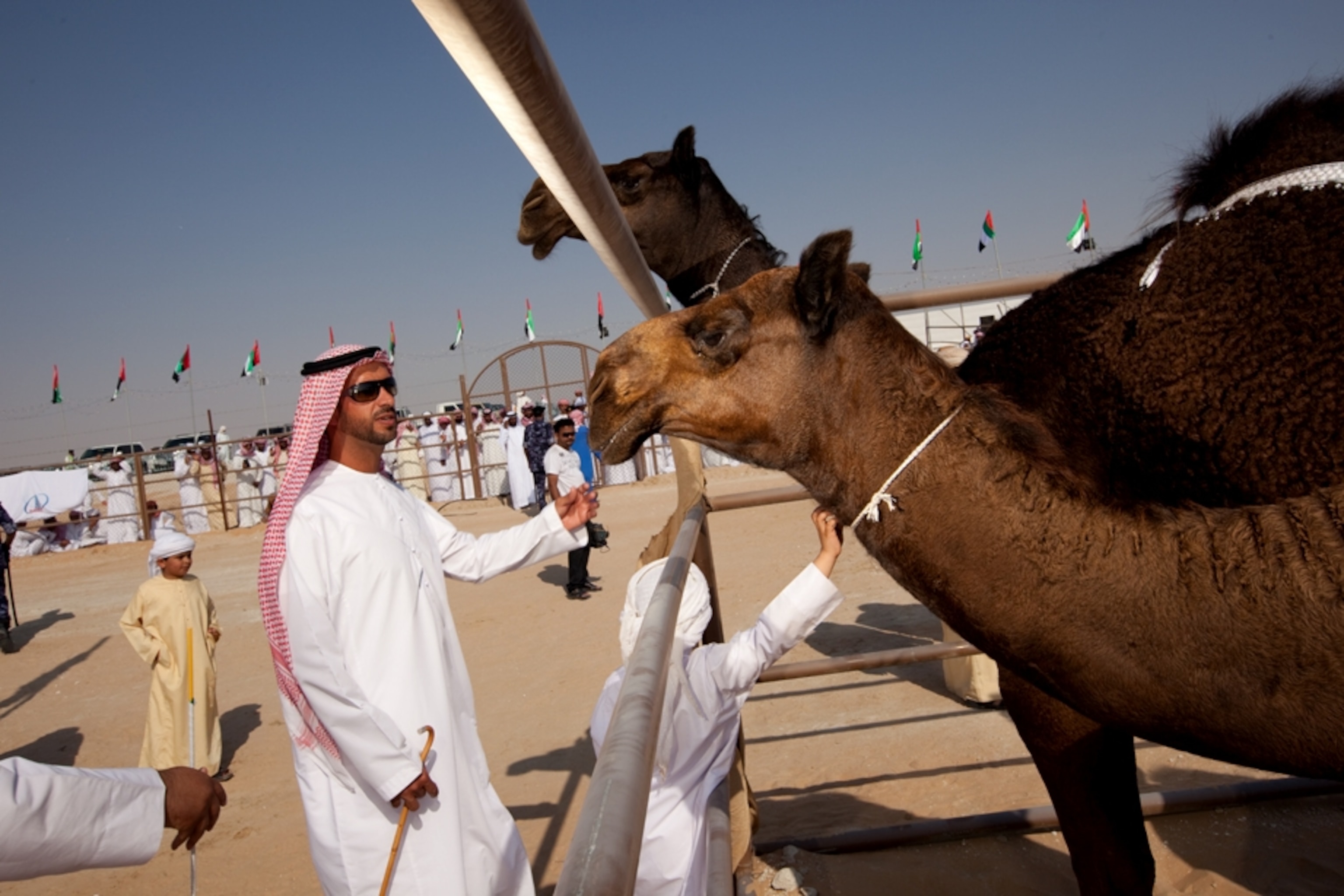 A man examines camels