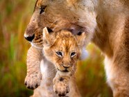 Baby Animals With Their Parents Baby Animals And Their Moms Because Baby Animals With Their Parents Baby Animals And Their Moms Because
