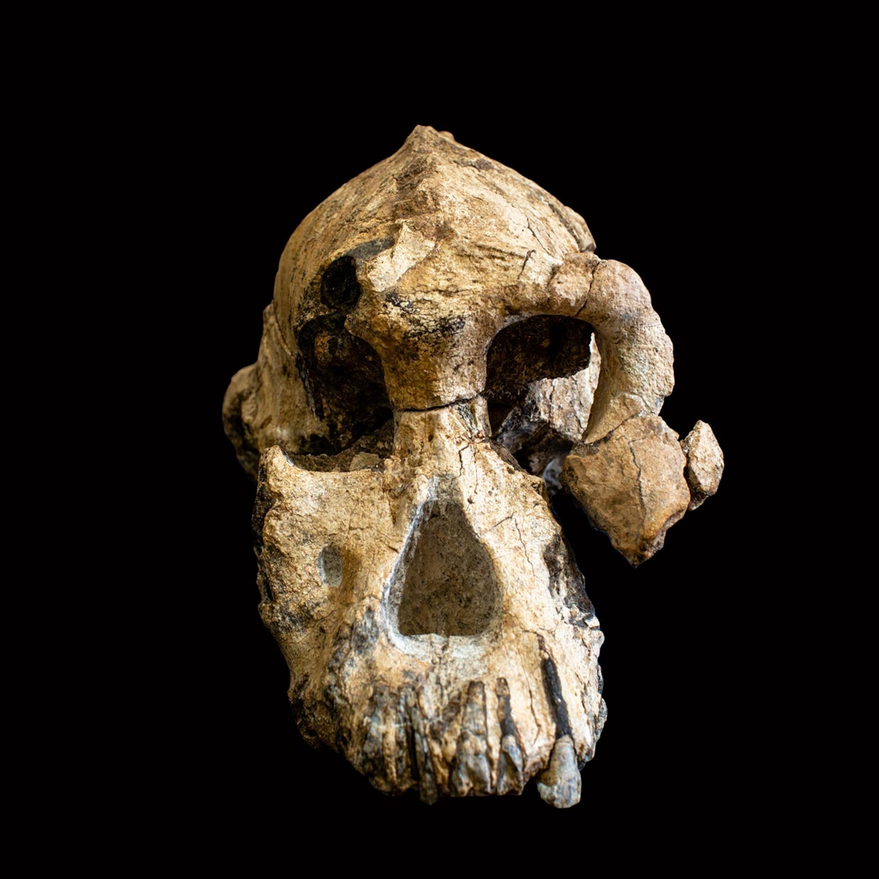 Unprecedented' fossil skull reveals face of human ancestor