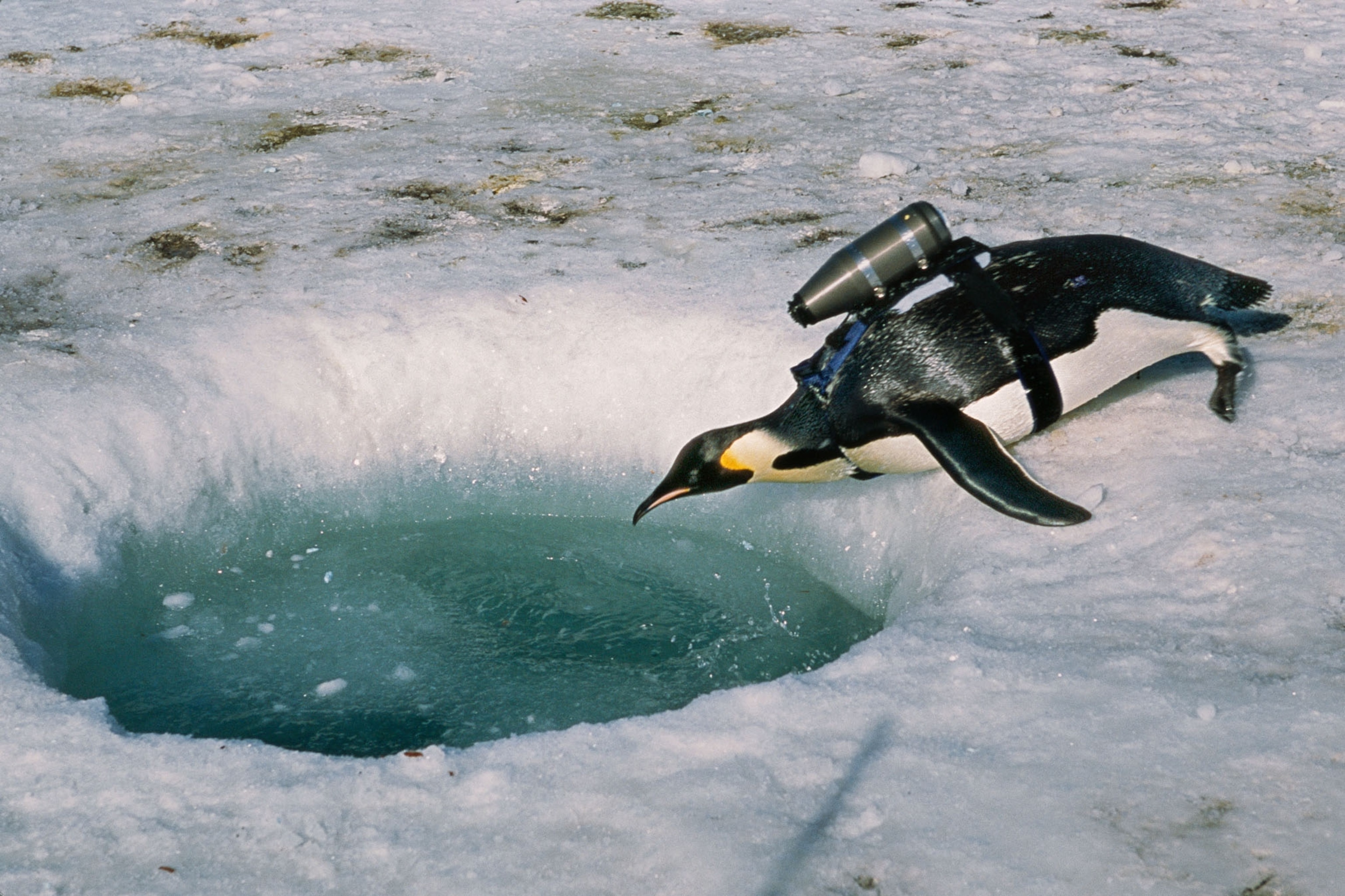 penguin with camera on its back is about to jump into hole in ice.