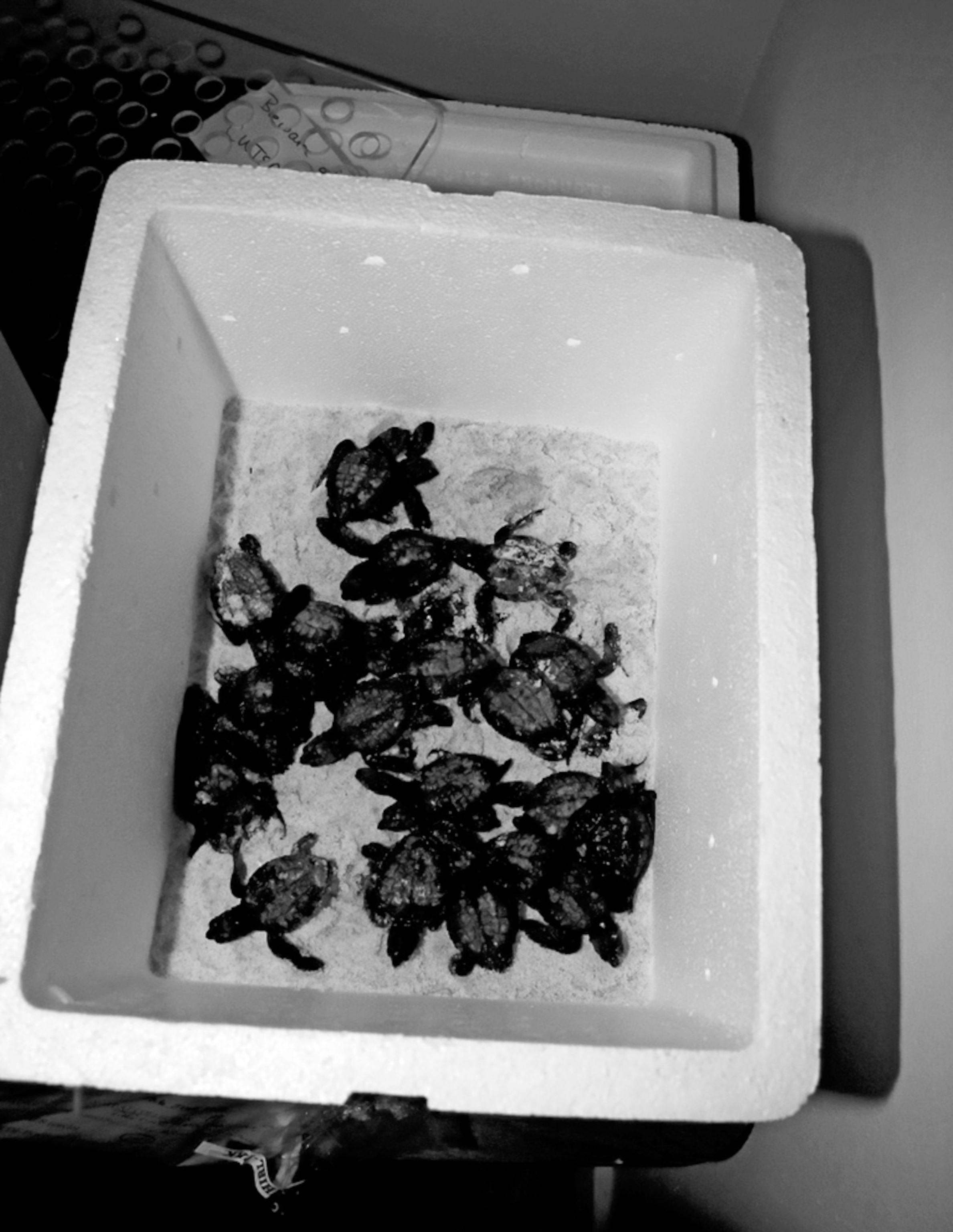 A picture of Gulf of Mexico sea turtle hatchlings before they're released into the Atlantic Ocean