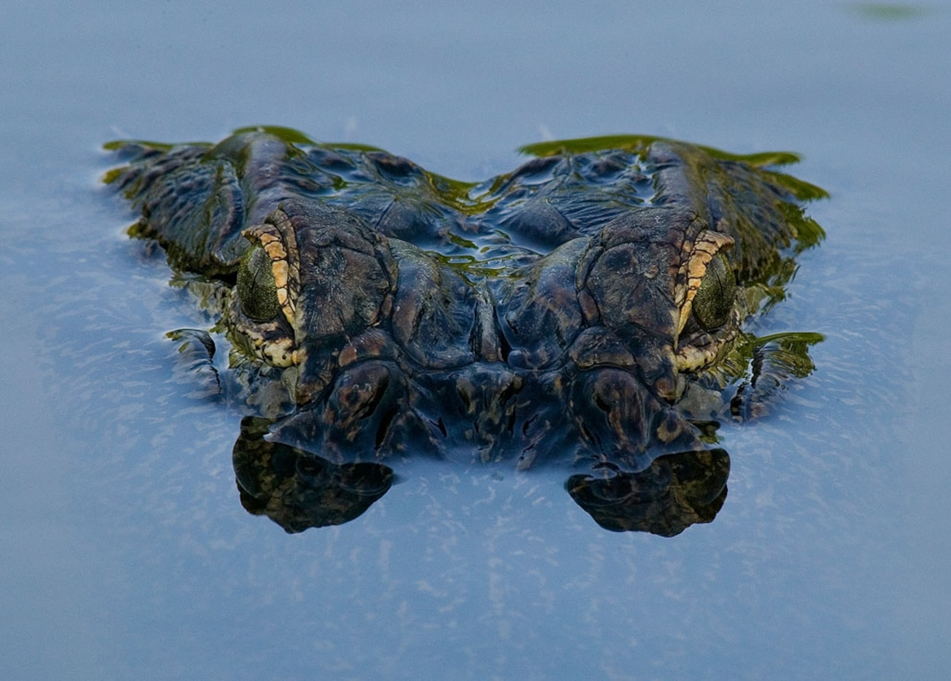 Alligator lurking in Louisiana