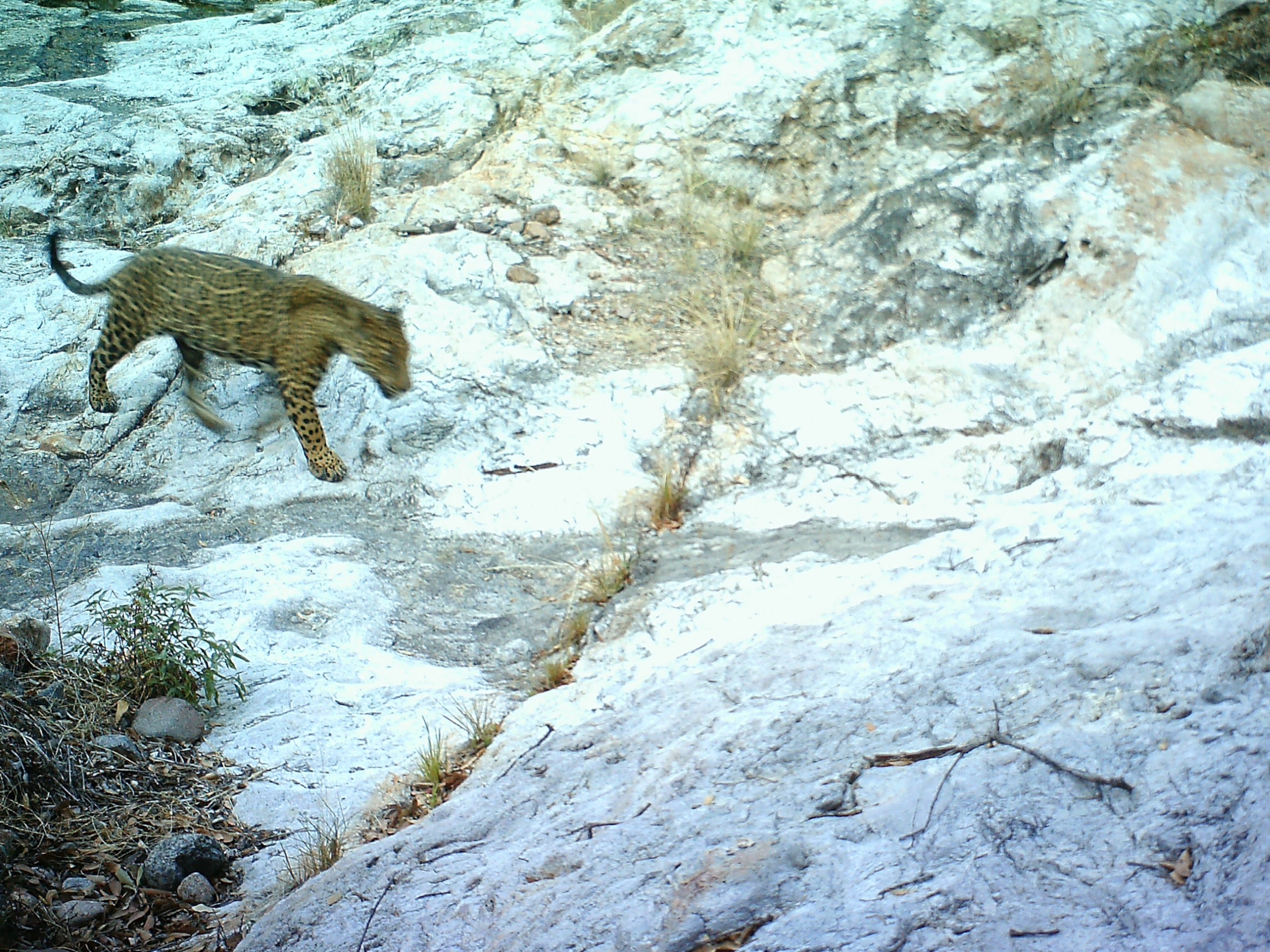 A leopard gracefully strides across a rocky, white terrain. The background shows sparse grass and a rough, natural landscape