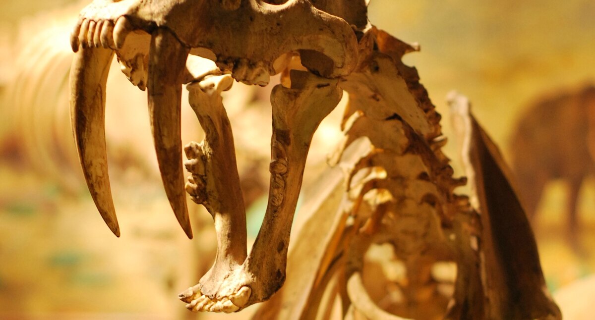 Dental Damage Complicates the Fate of America’s Greatest Fossil Cats