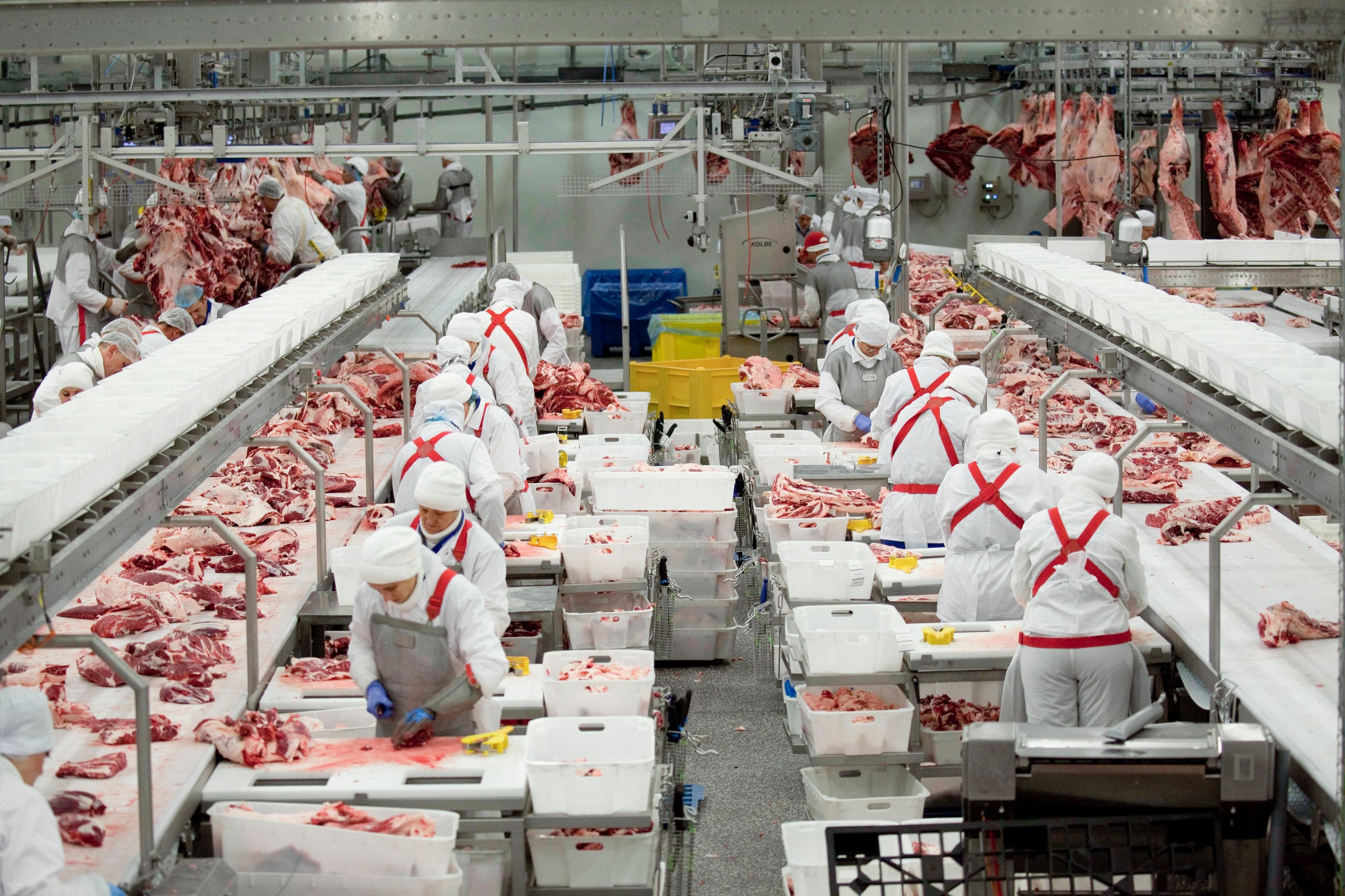 Dozens of meat cutters work to reduce the quarters into their primal cuts of beef.