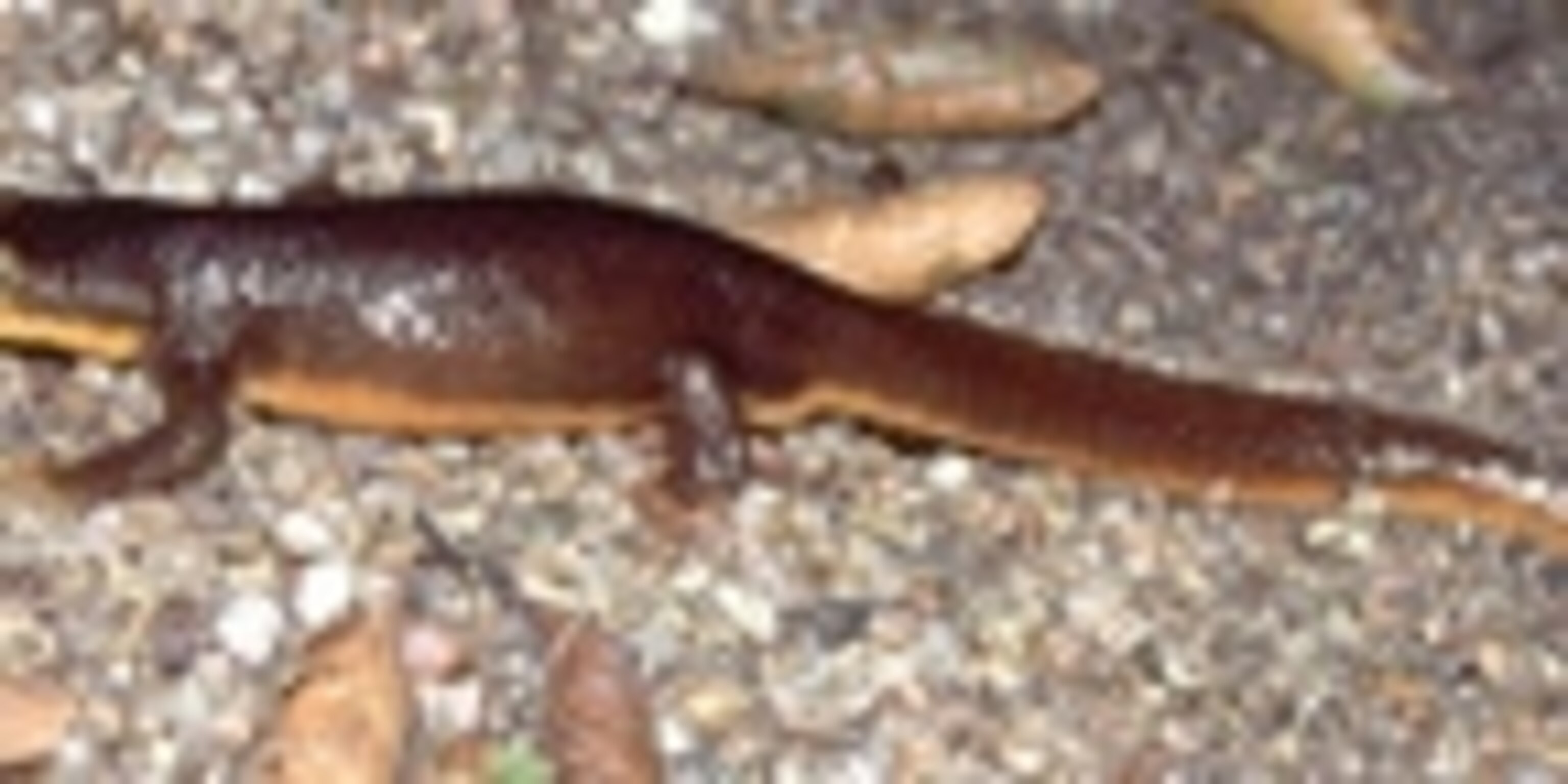 Immune snakes outrun toxic newts in evolutionary arms races