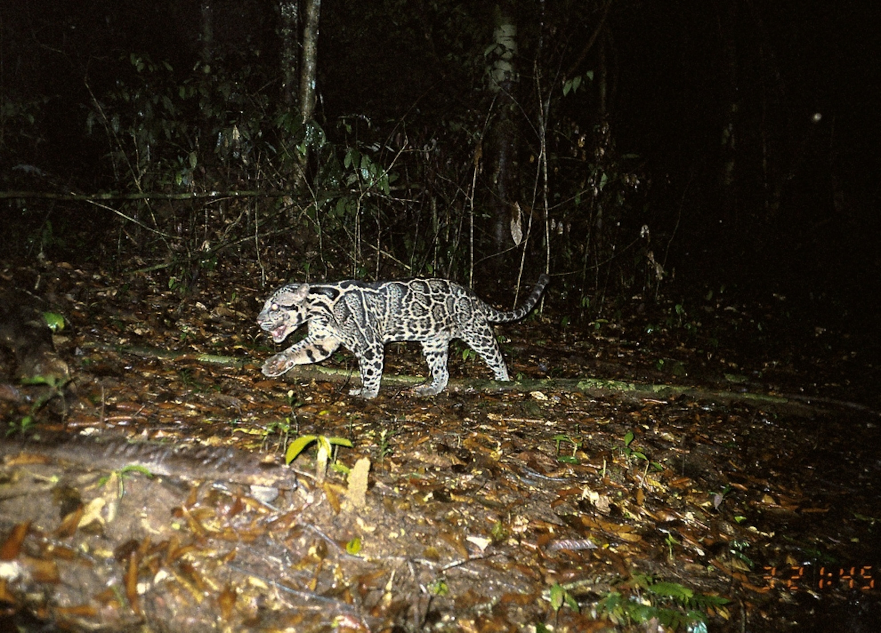 A Sunda clouded leopard caught in a camera trap in Kerinci Seblat National Park.