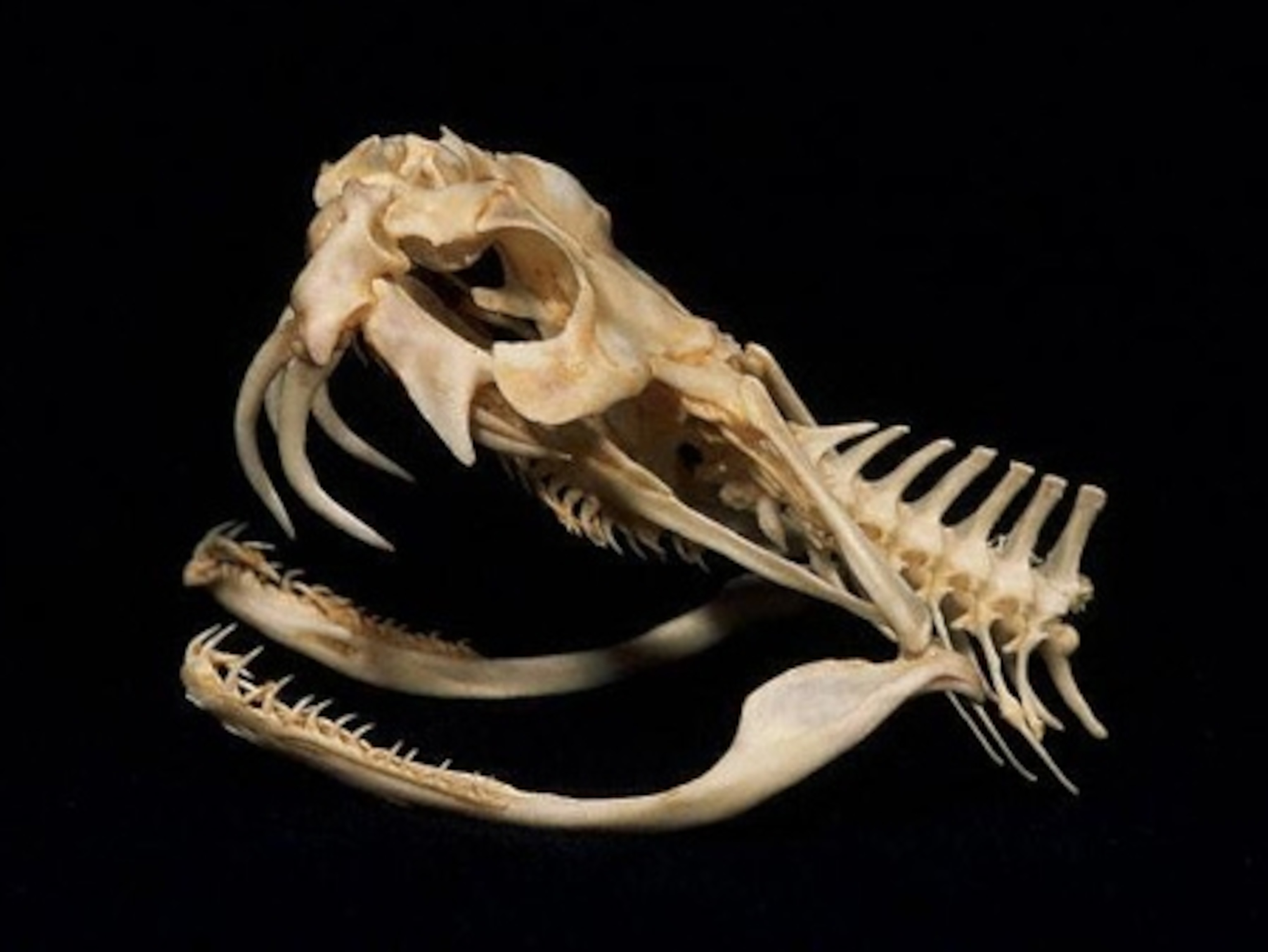 Snakes Rump National Geographic News: Snake Wranglers
