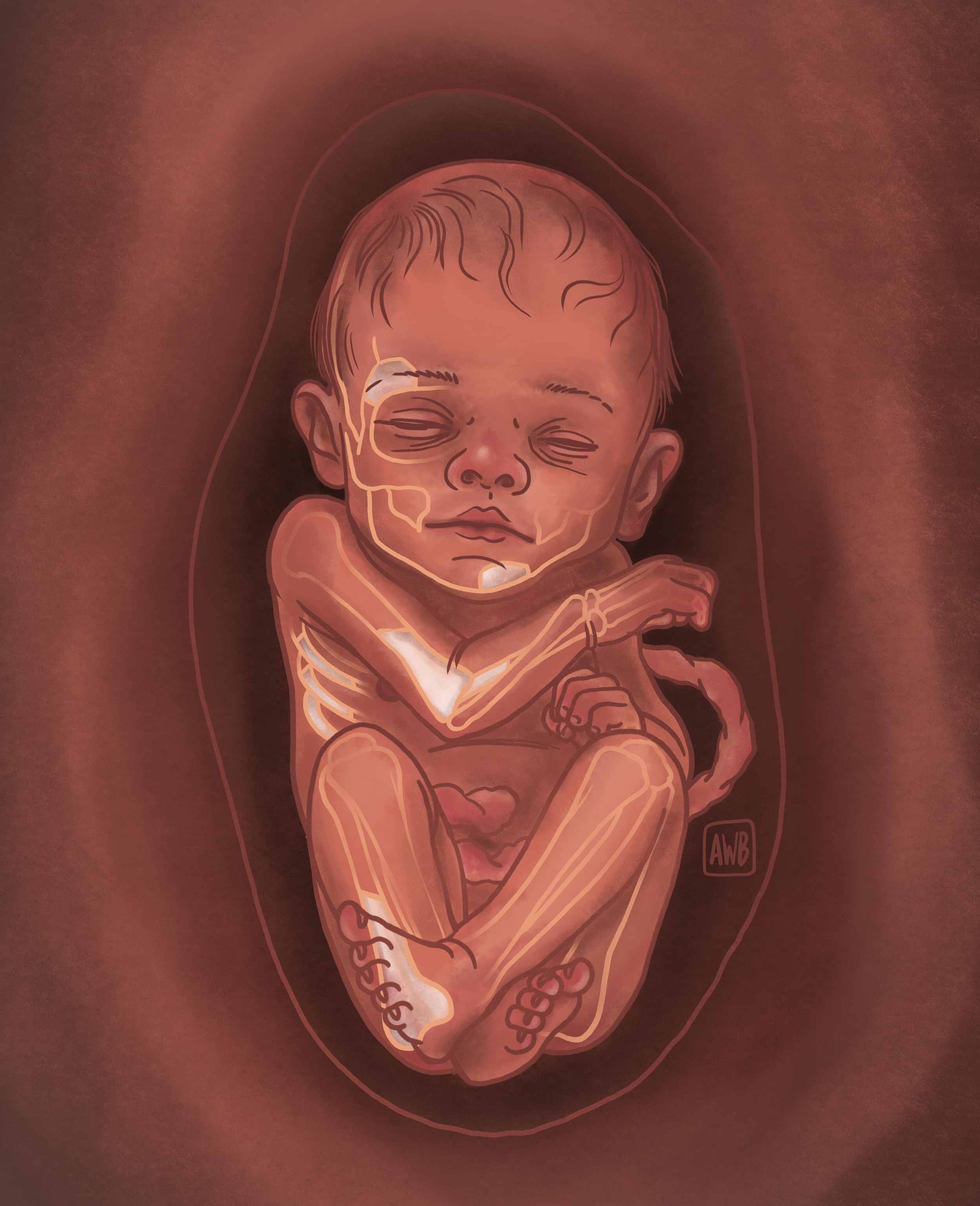 Illustration of neanderthal fetus with recently found bones highlighted