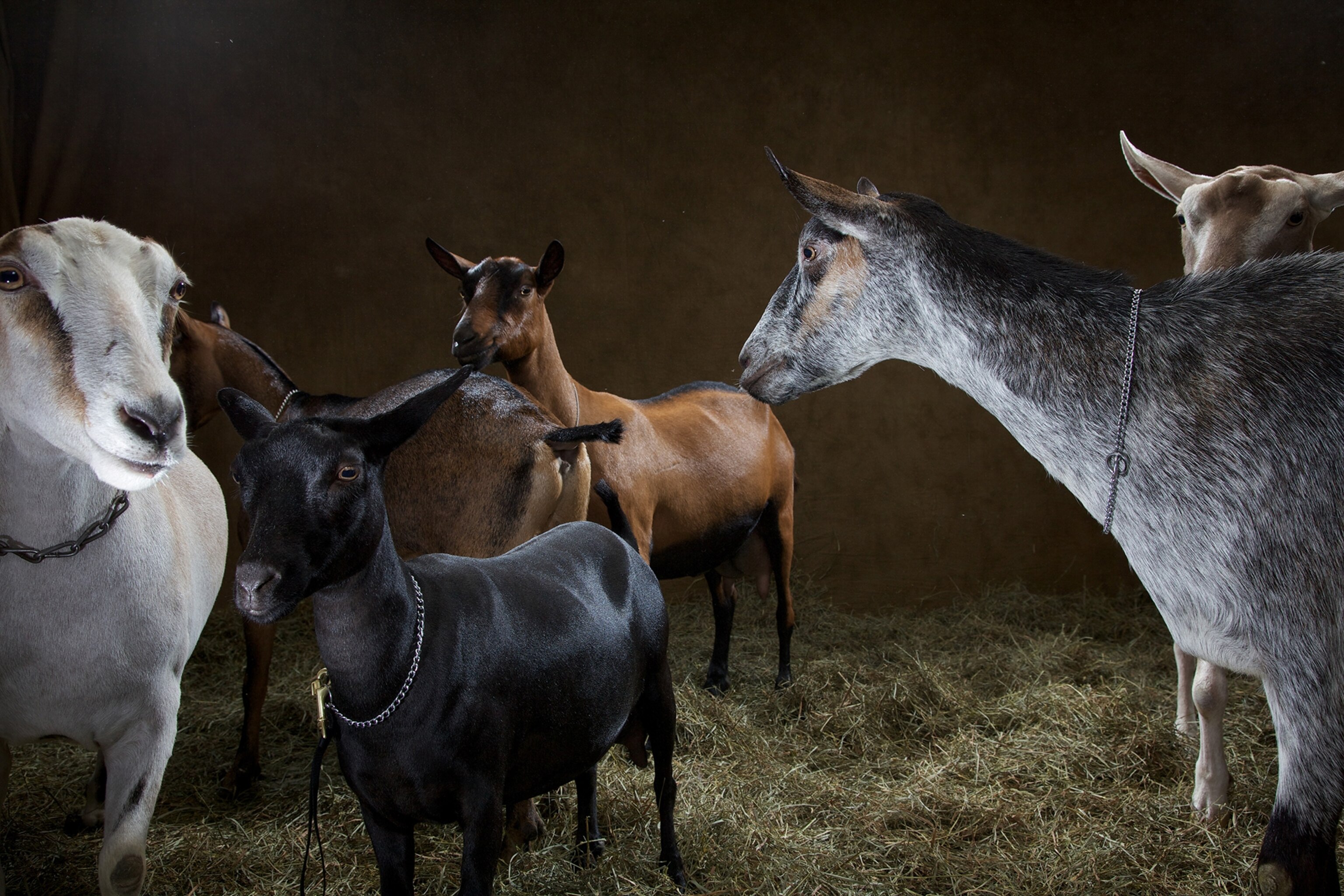 Goats can perceive each other’s emotions from their voices