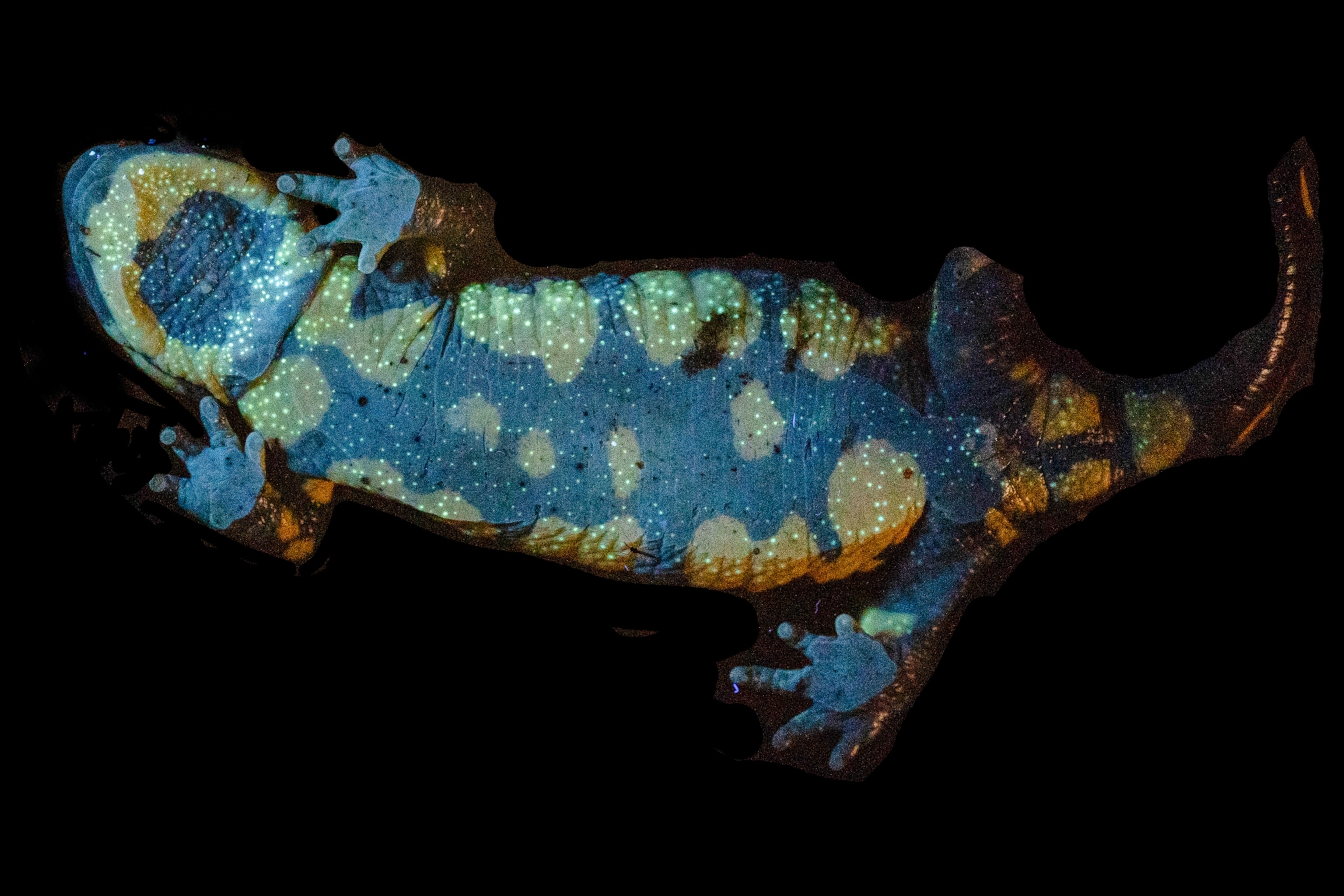 A view from below of a fire salamander bathed in ultraviolet light reveals a constellation of green-blue lights across its stomach and sides.