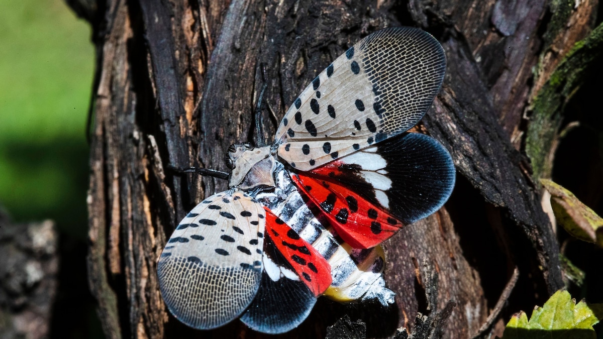 Inside the race to stop lanternflies—before they get to a town near you - Vimarsana News