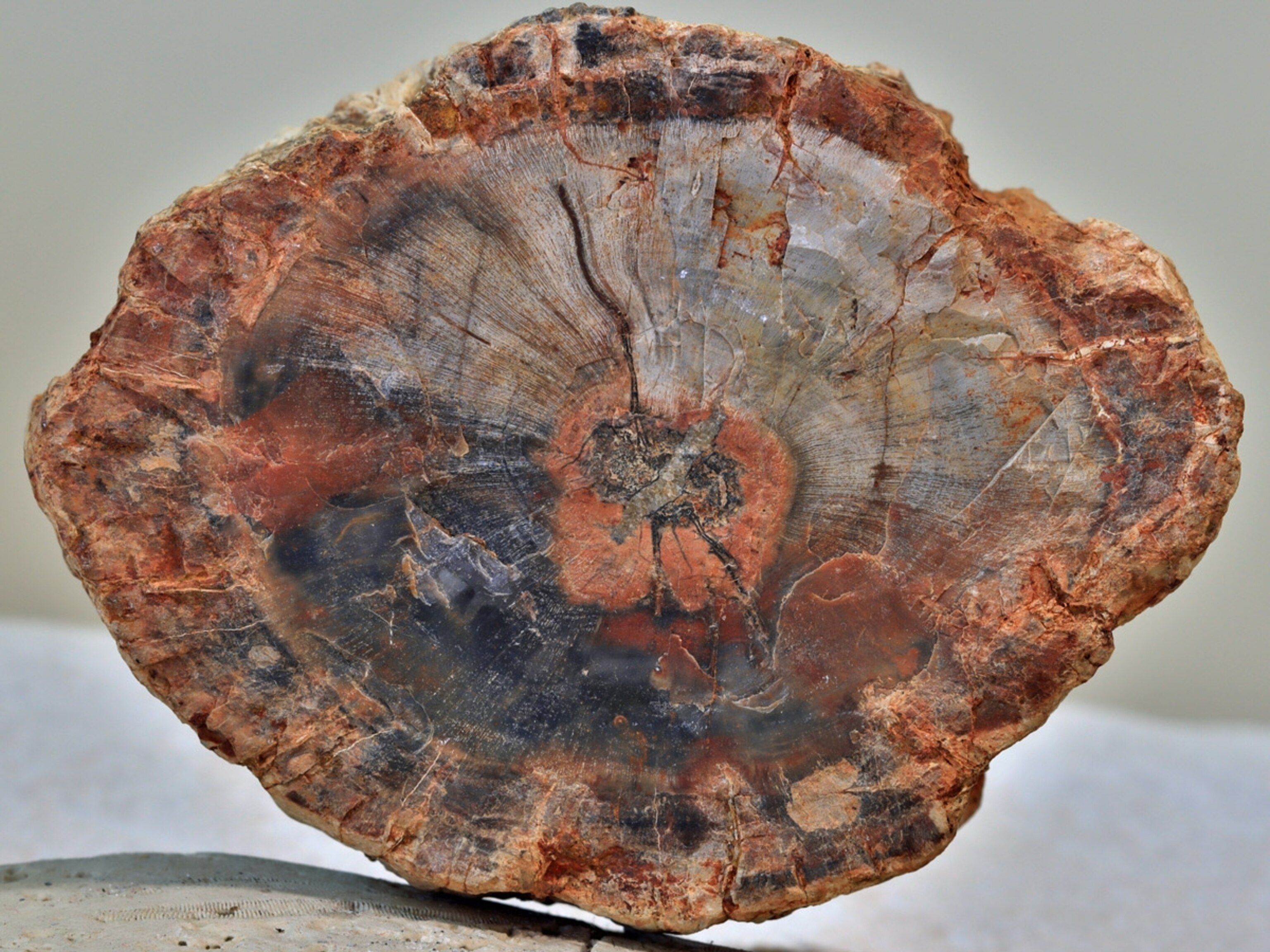 Fossilized Your guide to a rock-collecting adventure with kids