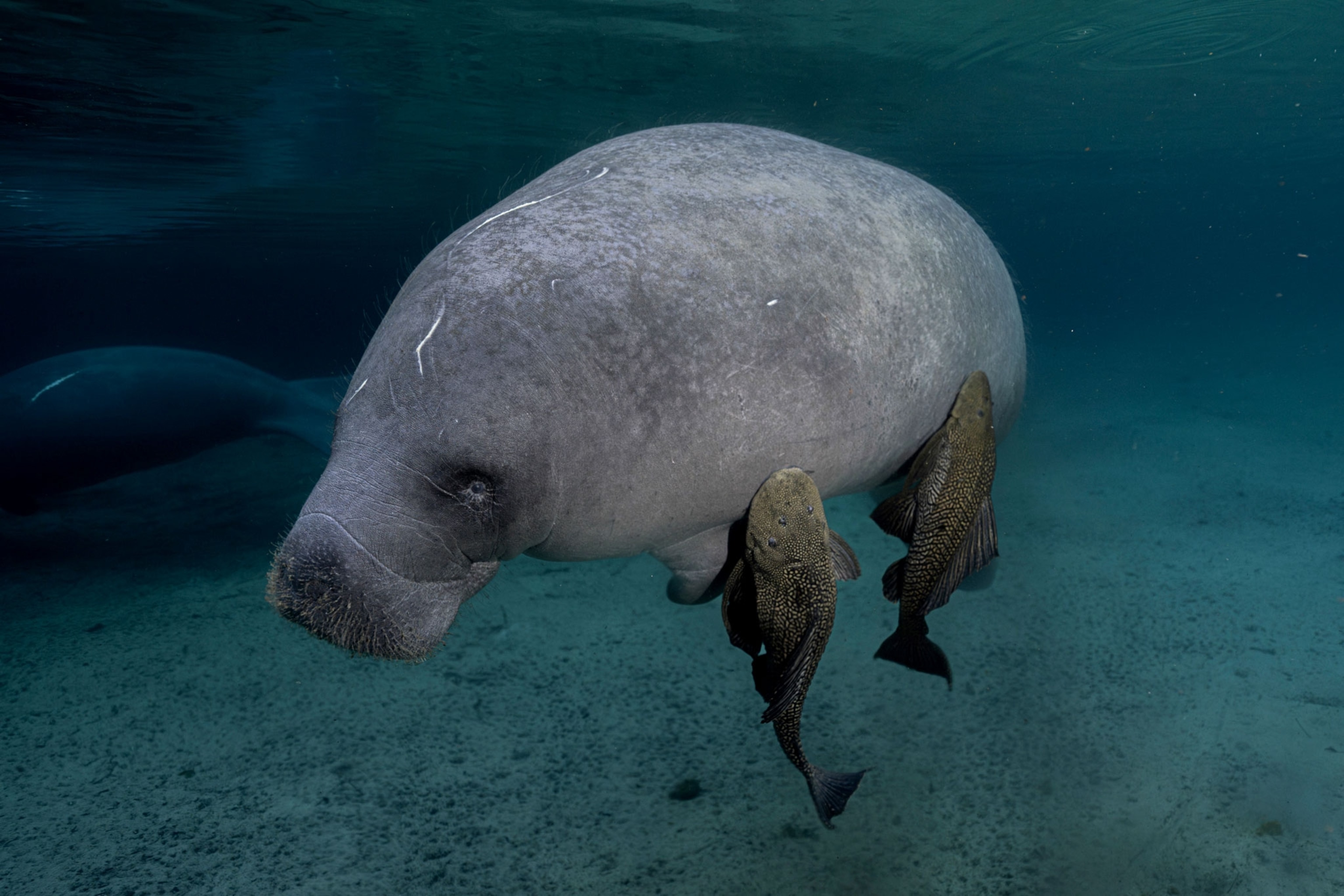A Manatee swims with two catfish attached to its body.