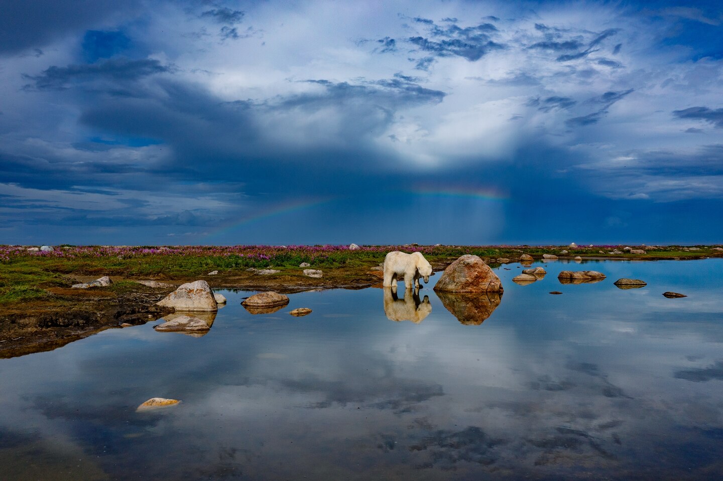 Following a colossal rainstorm, Gregus went searching for this shot while his crew bailed water out of the boat. “I looked outside and saw the rainbow, and I thought, OK, now I just need to find a bear,” he says.