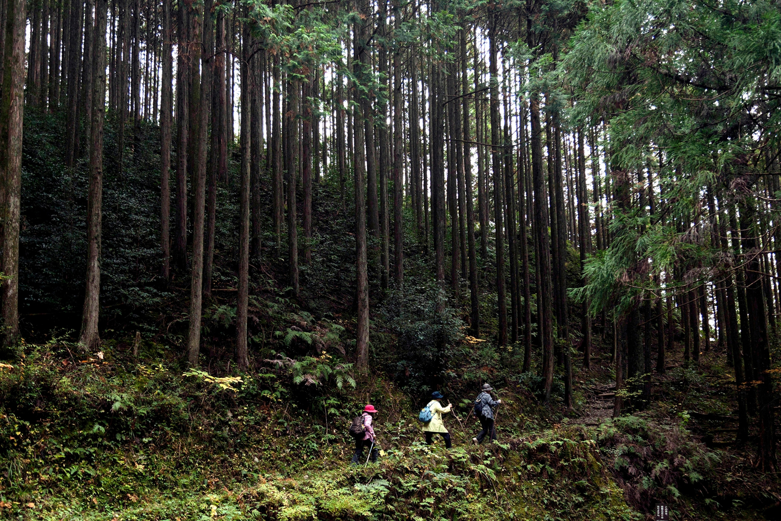 hikers in the Kii Peninsula, Japan