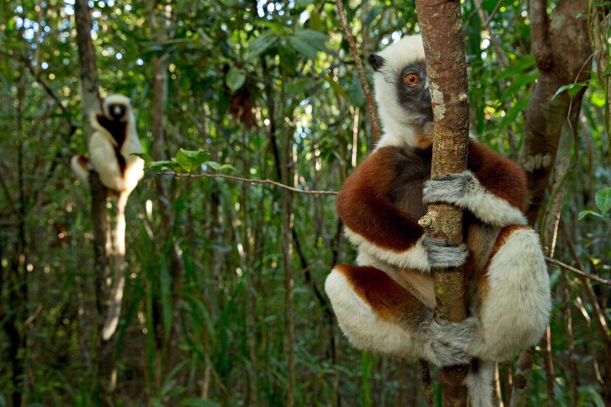 How lack of tourism is affecting wildlife conservation in Madagascar - Vimarsana News
