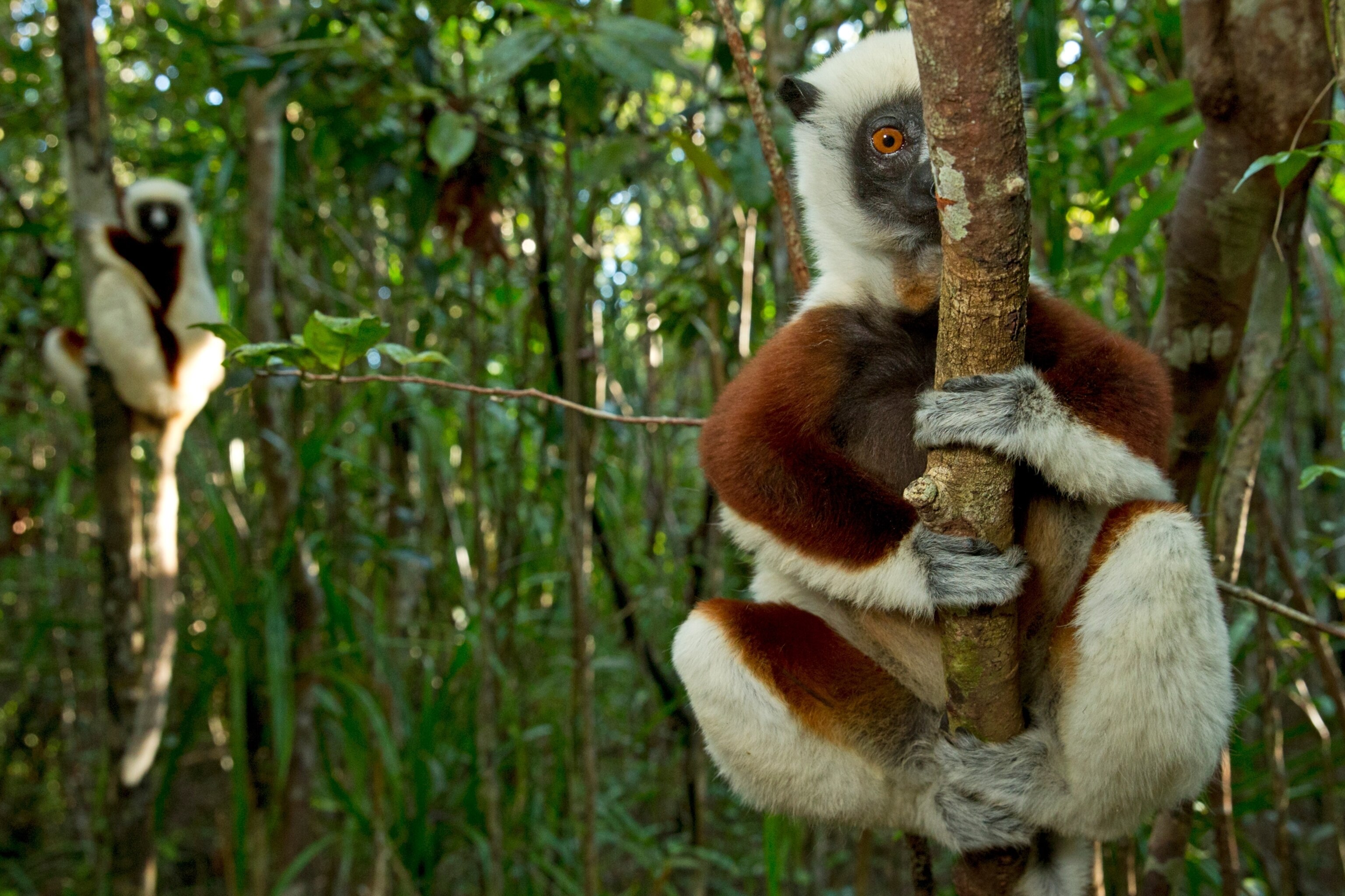 How lack of tourism is affecting wildlife conservation in Madagascar
