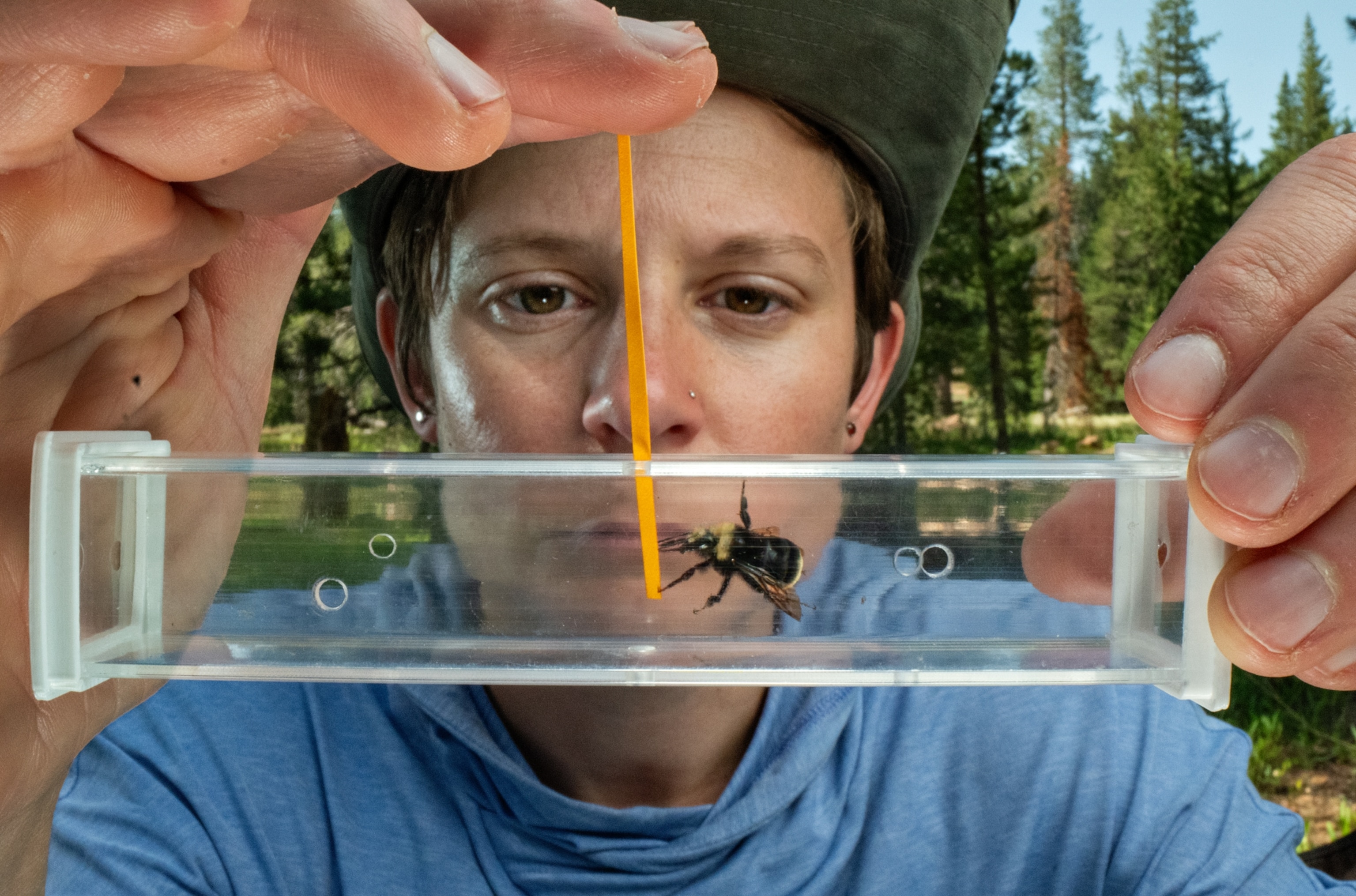 Muth sticks a colored pick in front of a bumblebee.