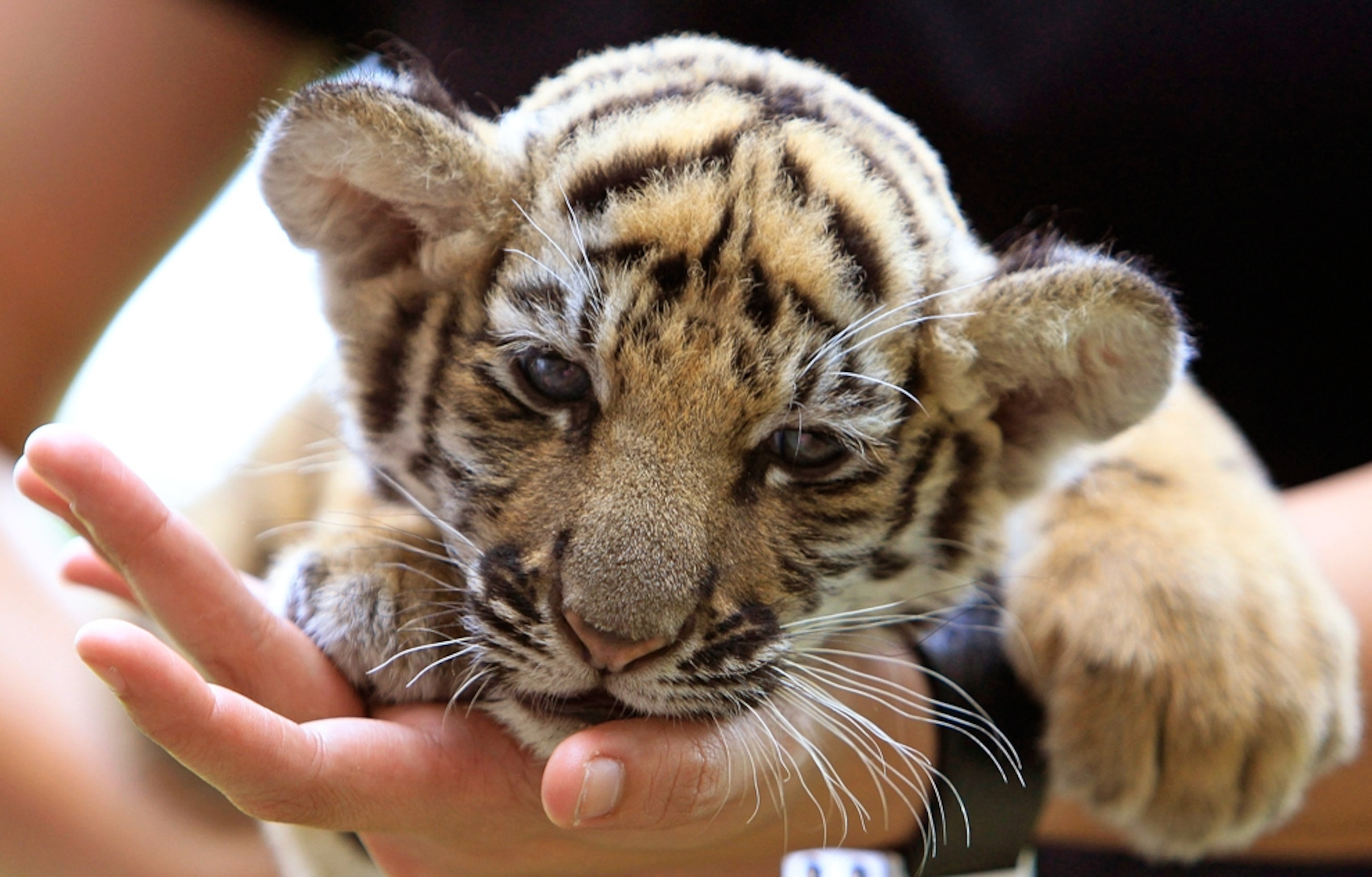a live, drugged tiger cub found among stuffed animals Sunday in luggage at Bangkok's Suvarnabhumi International Airport