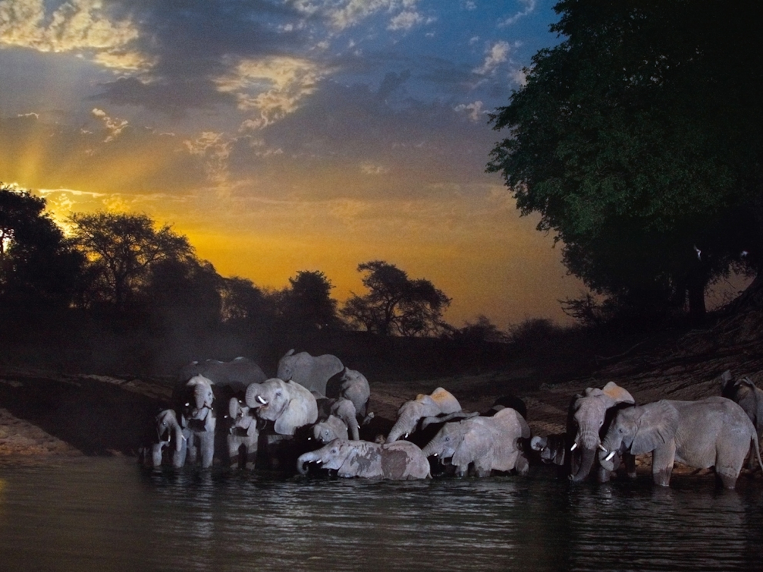 Elephants drinking at a water hole