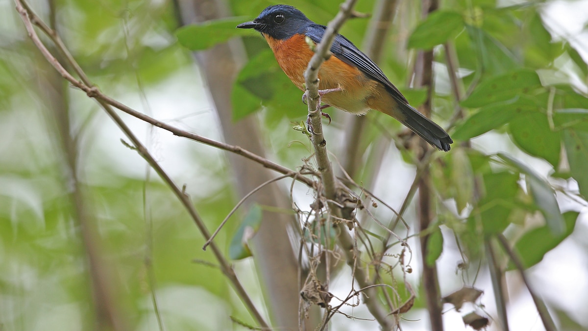 10 new birds discovered in 'lost world'