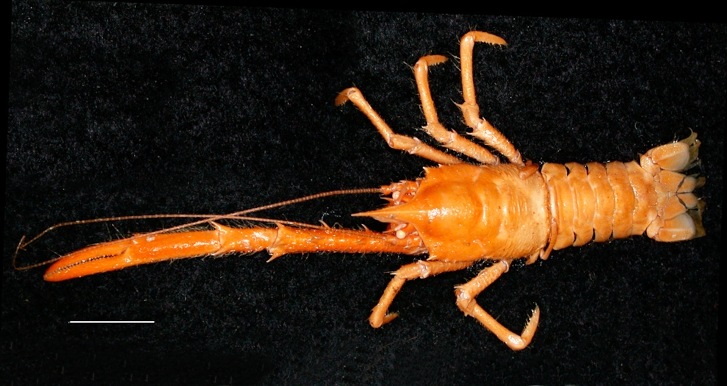 Squat lobster species missing a claw picture.