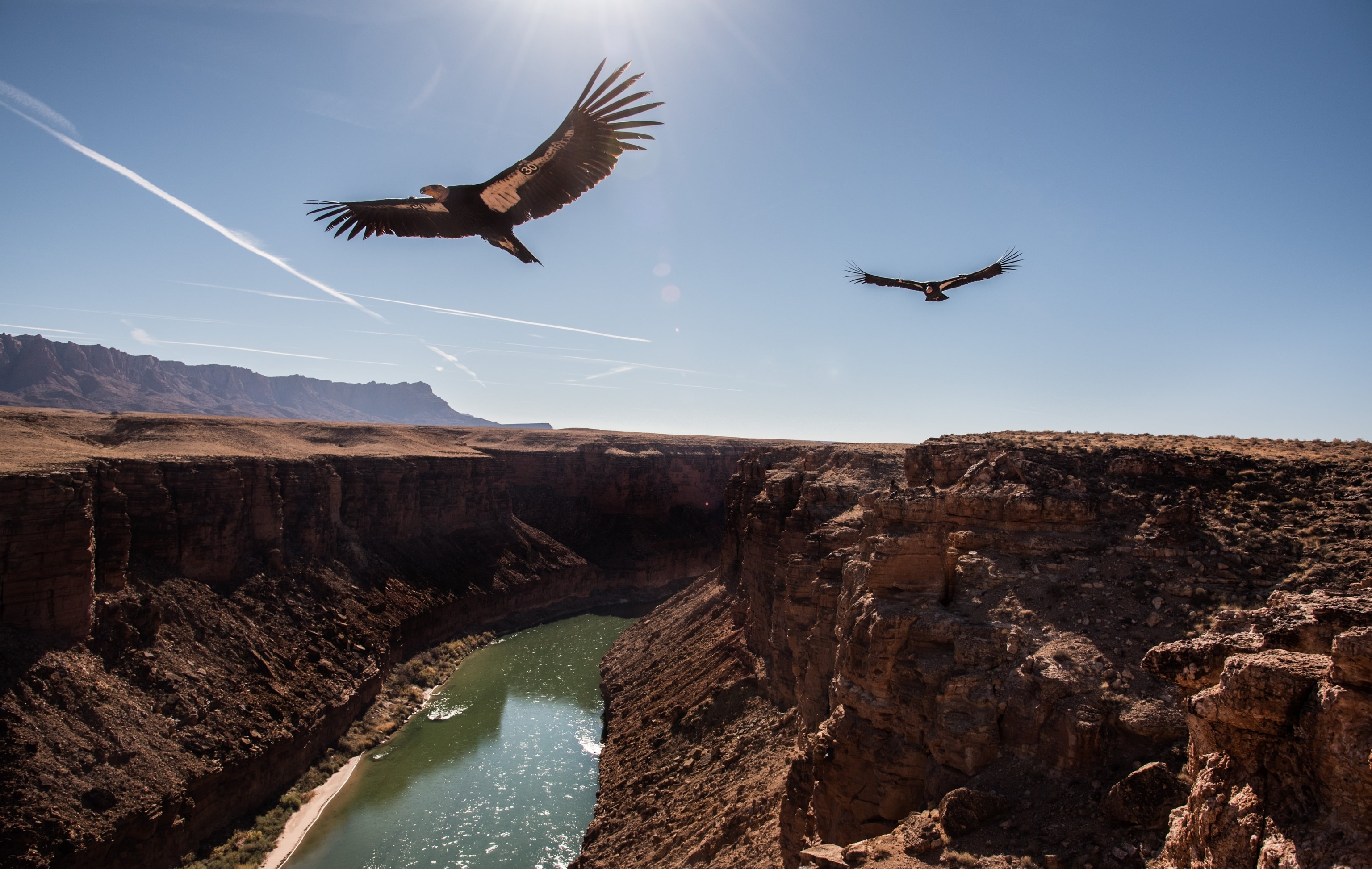 Two condors fly over the Colorado River near the Navajo Bridge in Marble Canyon.