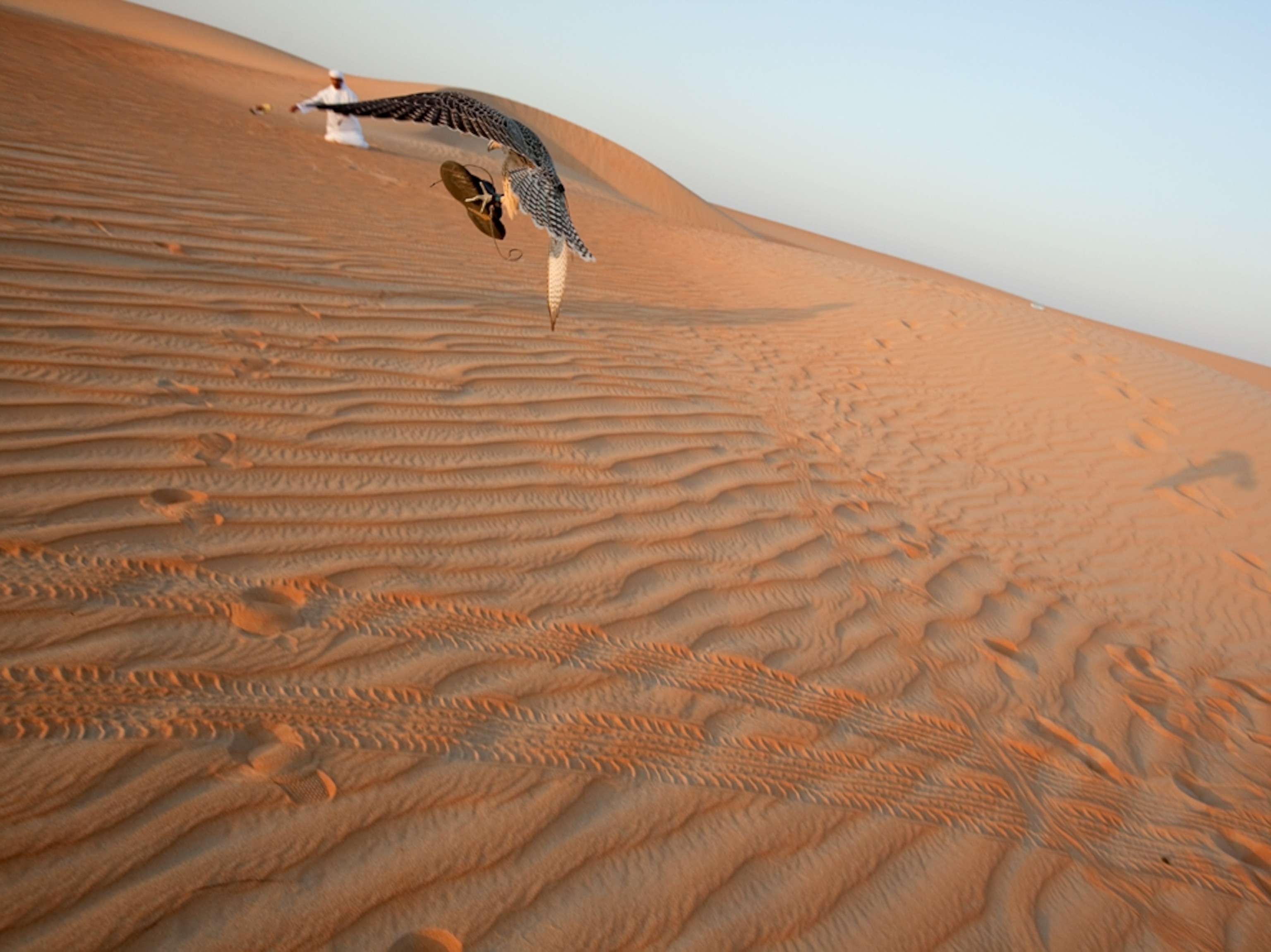 a falcon flying off with a sandal