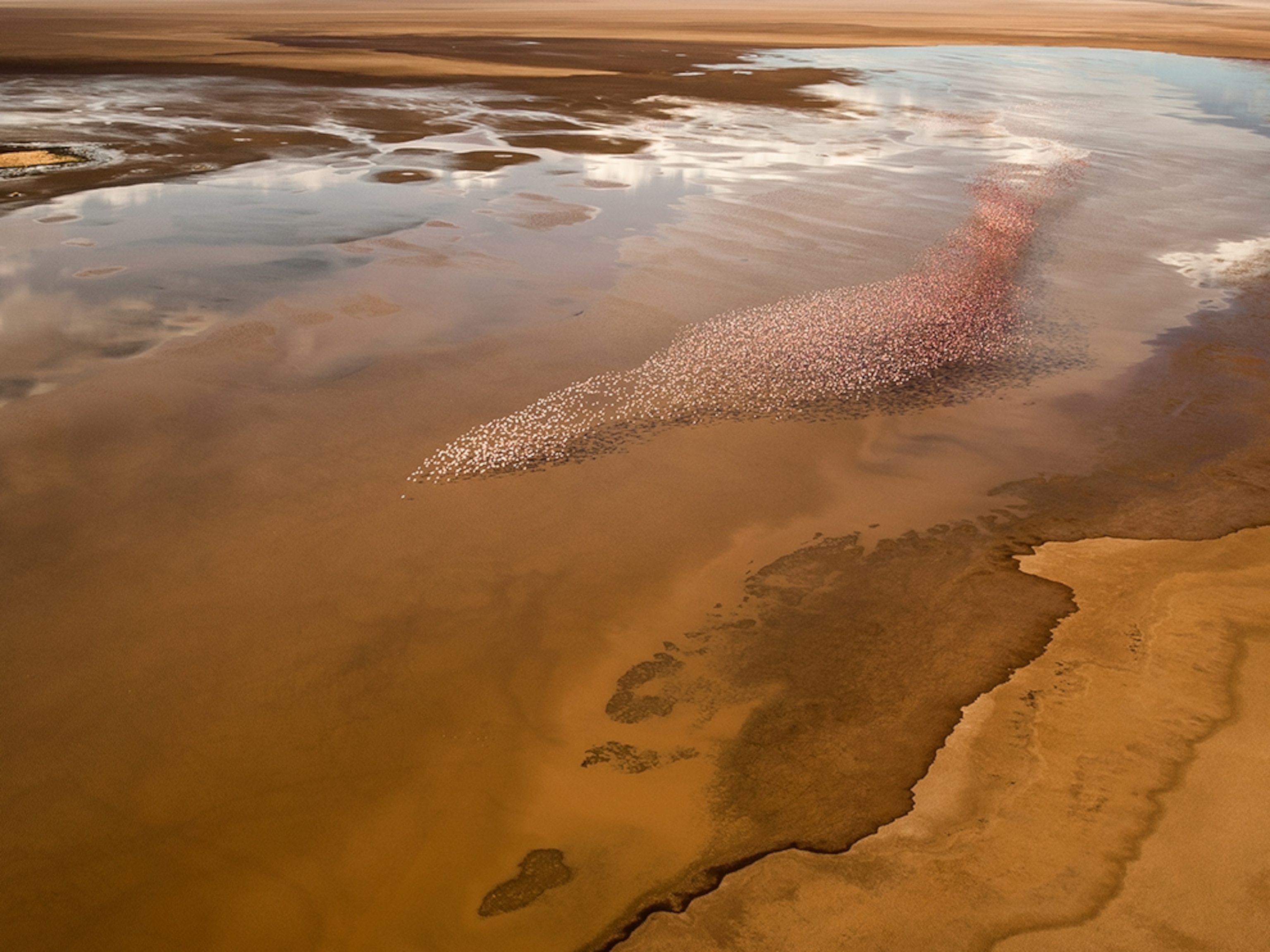 a flock of flamingos over Lake Logipi in Kenya