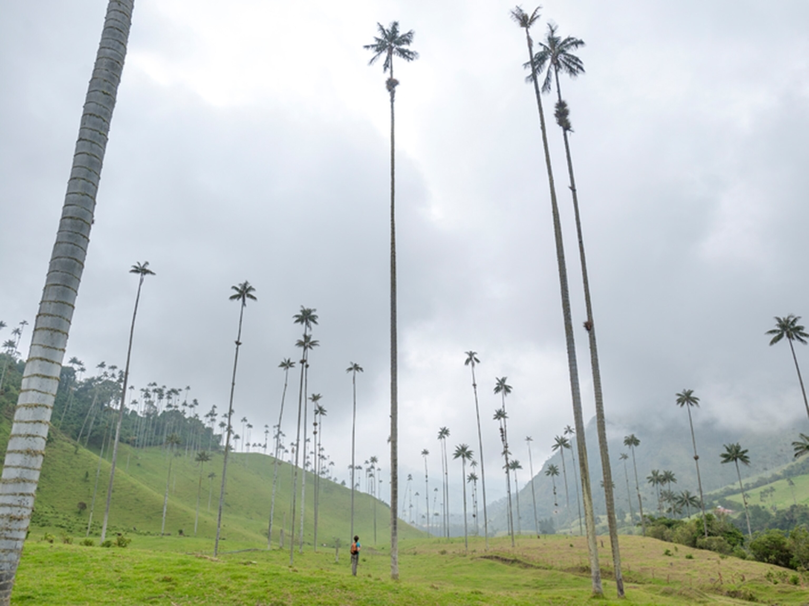 tall palm trees in the Cocora Valley, Columbia