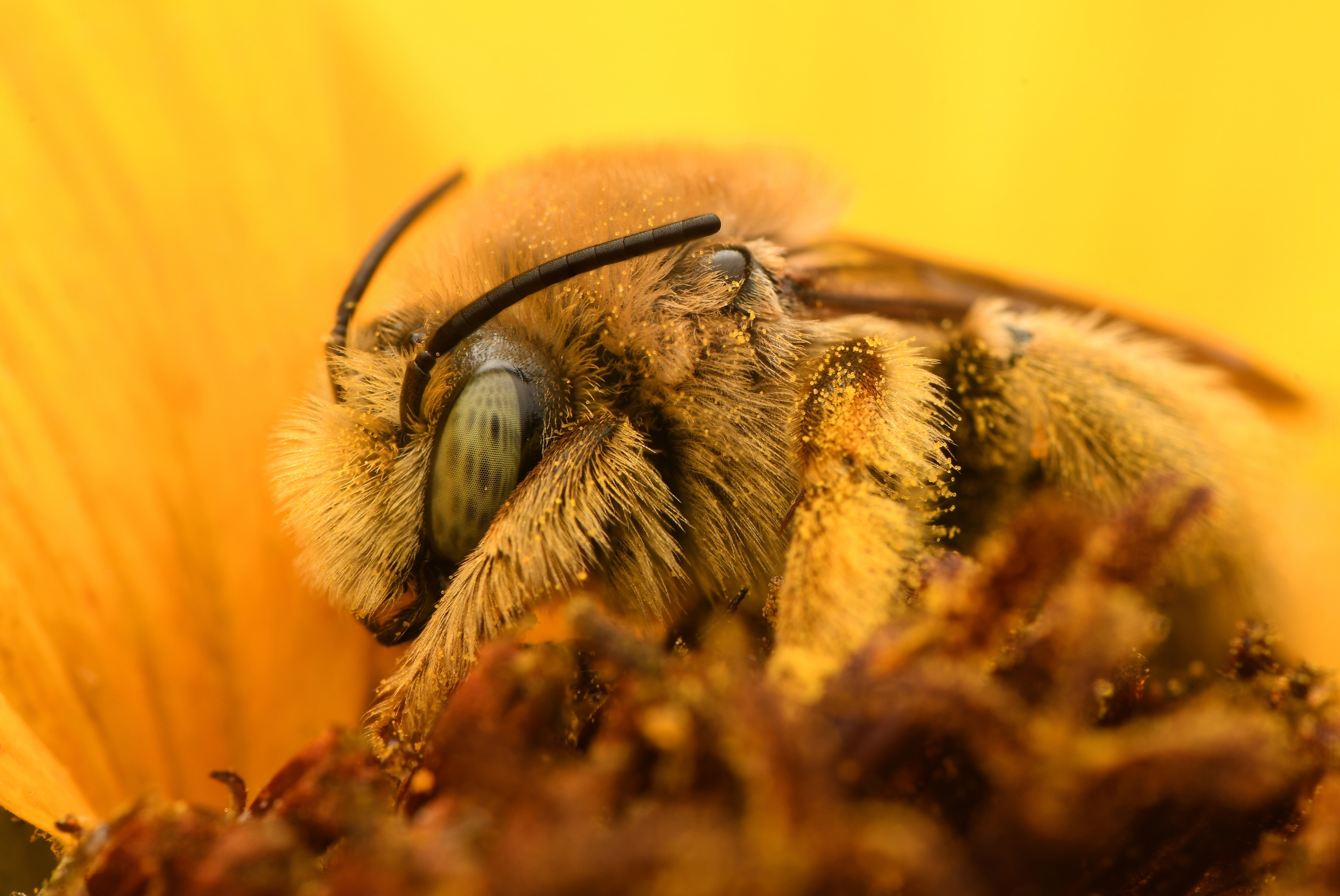 A close-up view of a sunflower turret bee sitting on a sunflower