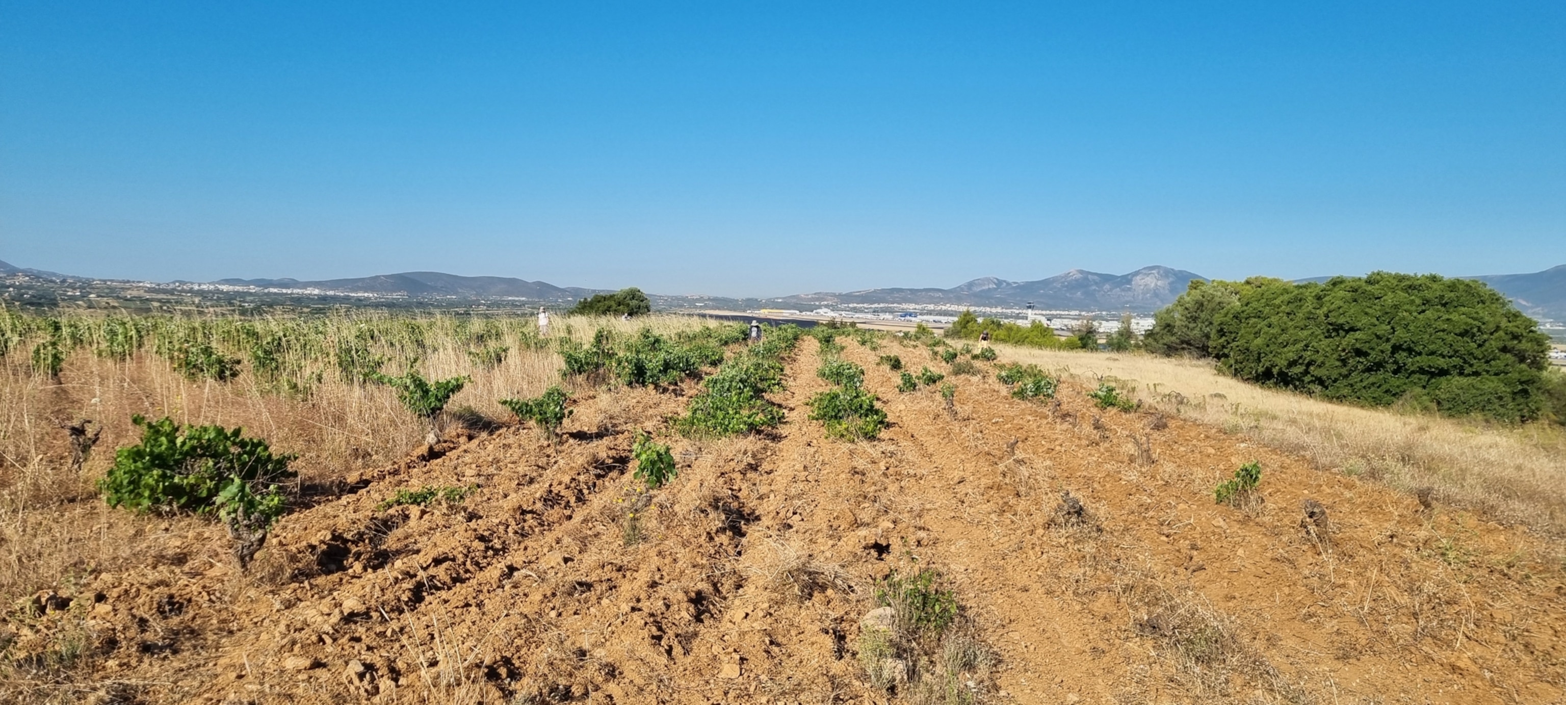 A surveyed field on a hillside, surrounded by dry grass and distant mountains under a clear blue sky.