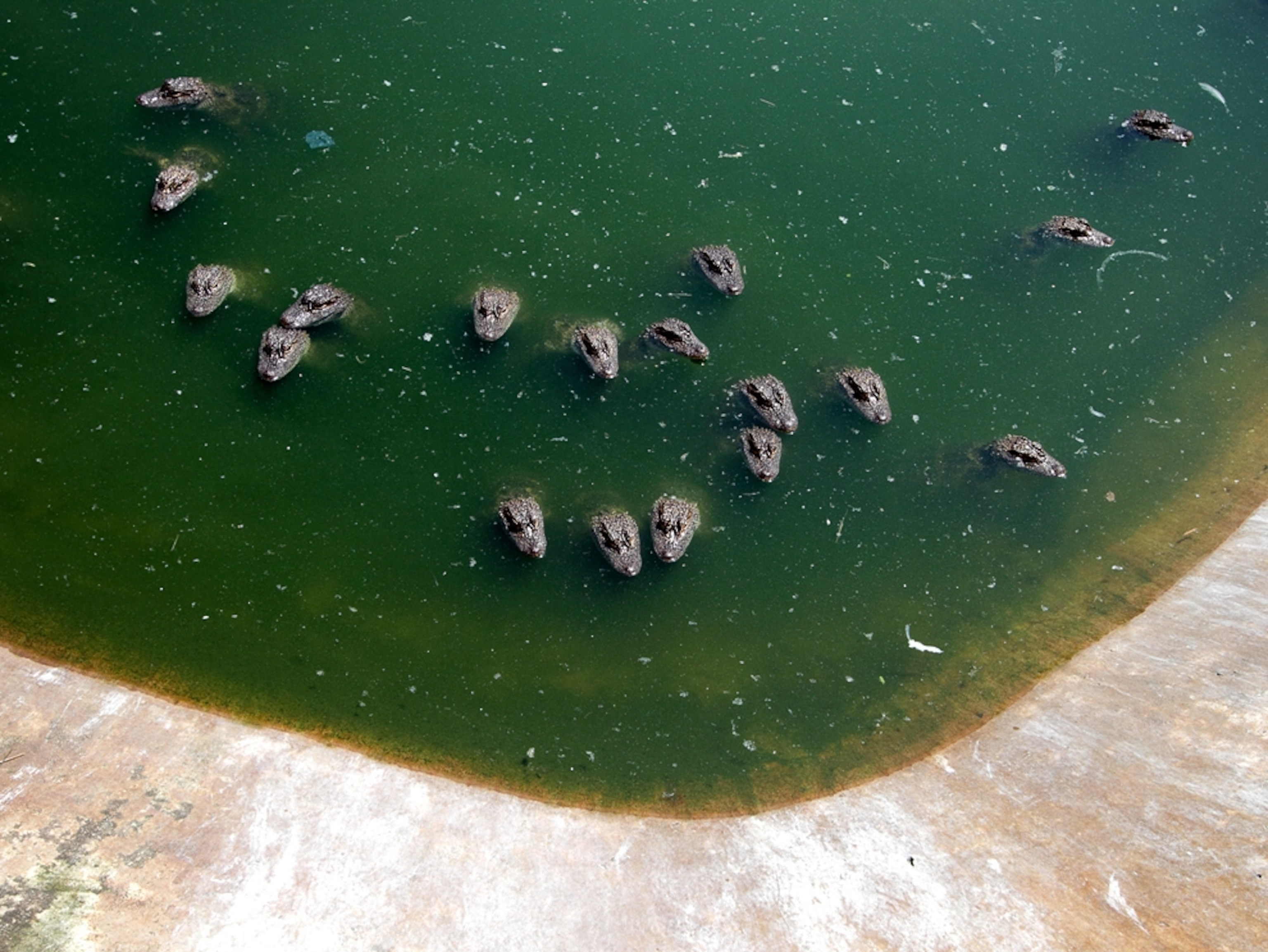 Baby alligators at the Anhui Research Center