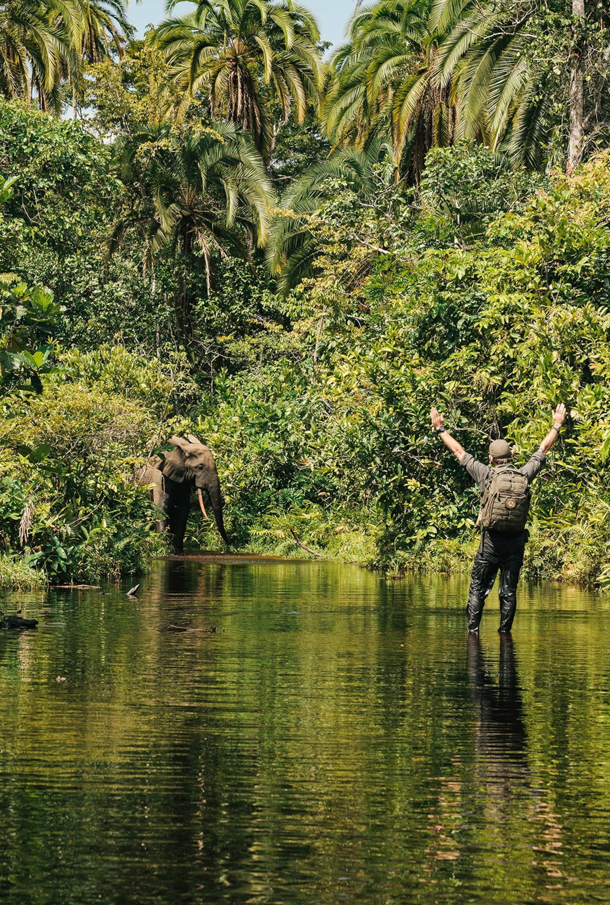 A tour guide standing shin-deep in a river surrounded by a tropical rainforest, holding up both arms to motion an elephant to pay attention.