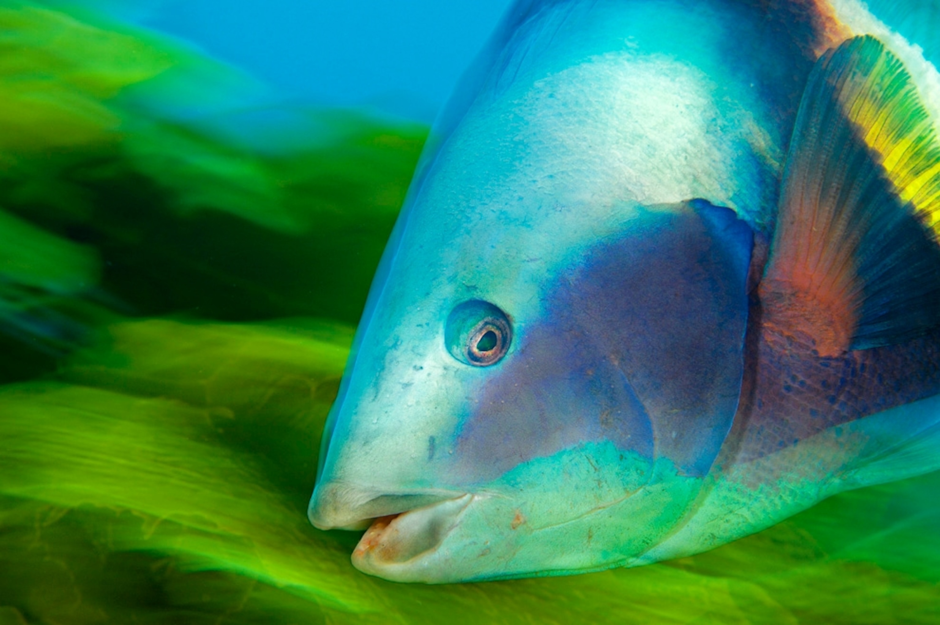 a Sandager’s wrasse, New Zealand