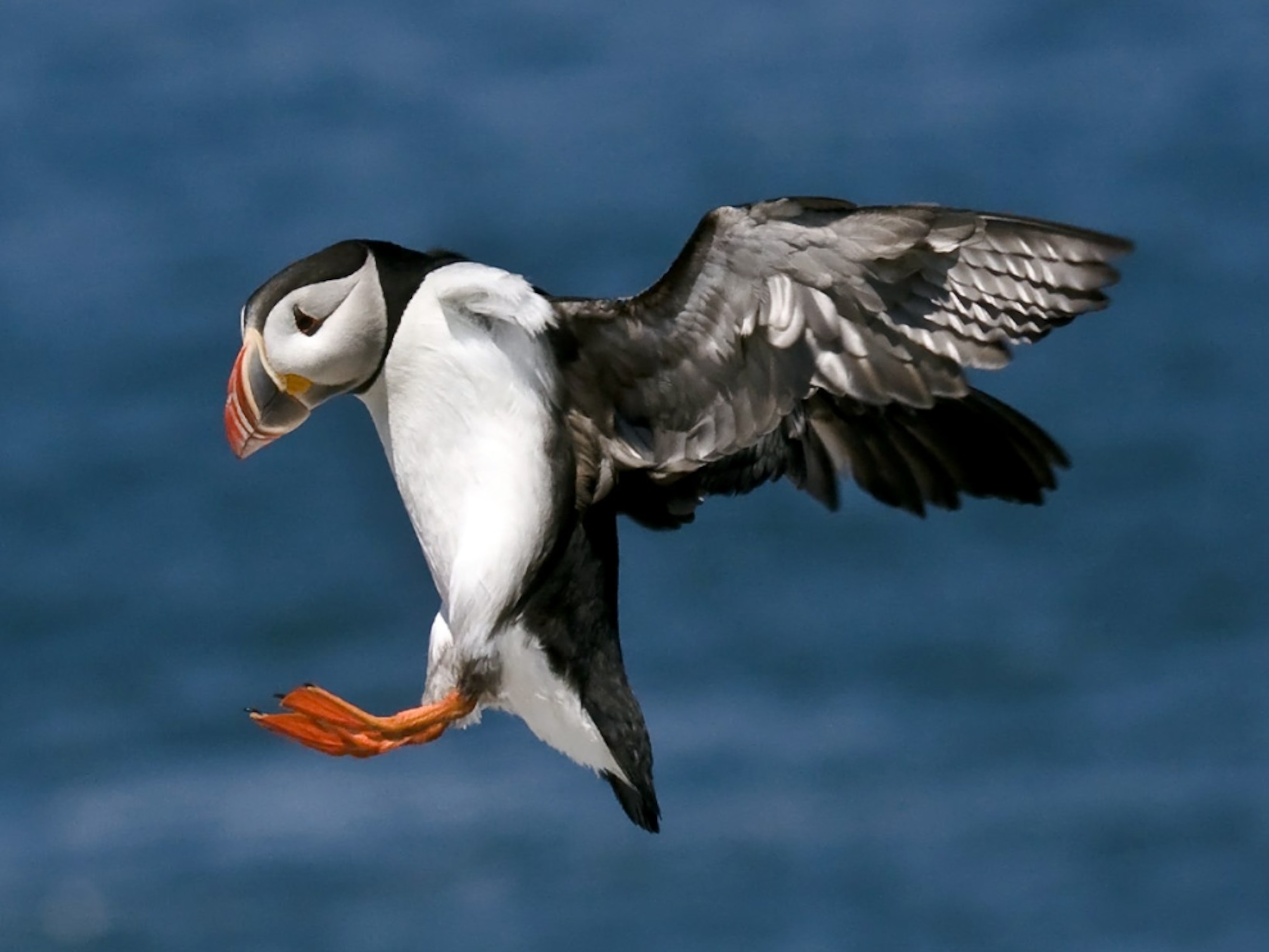 A puffin in mid-flight