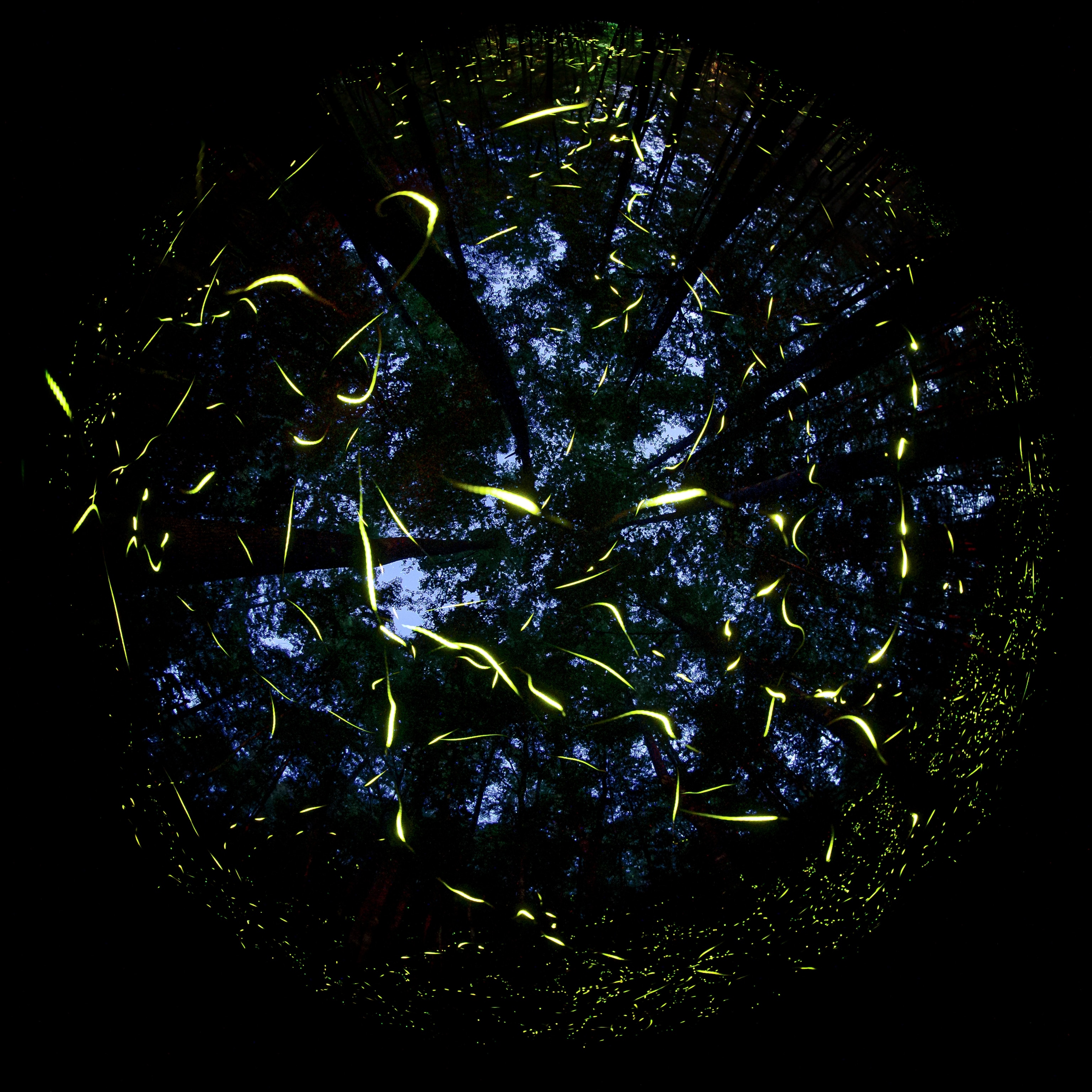 A photo taken through a fisheye lens, creating a circular shape in the photo, captures trails of light coming from fireflies from an ants eye view from the ground, looking up at trees