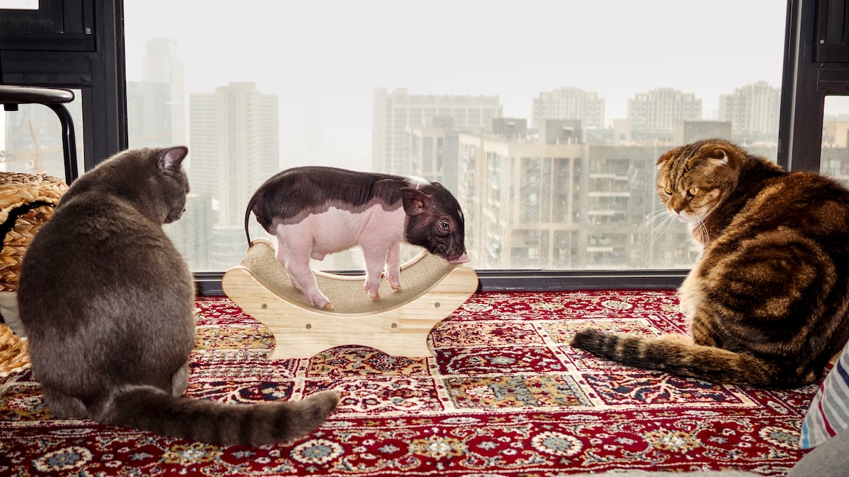 Meet Piggy, the most famous rescue pig in China