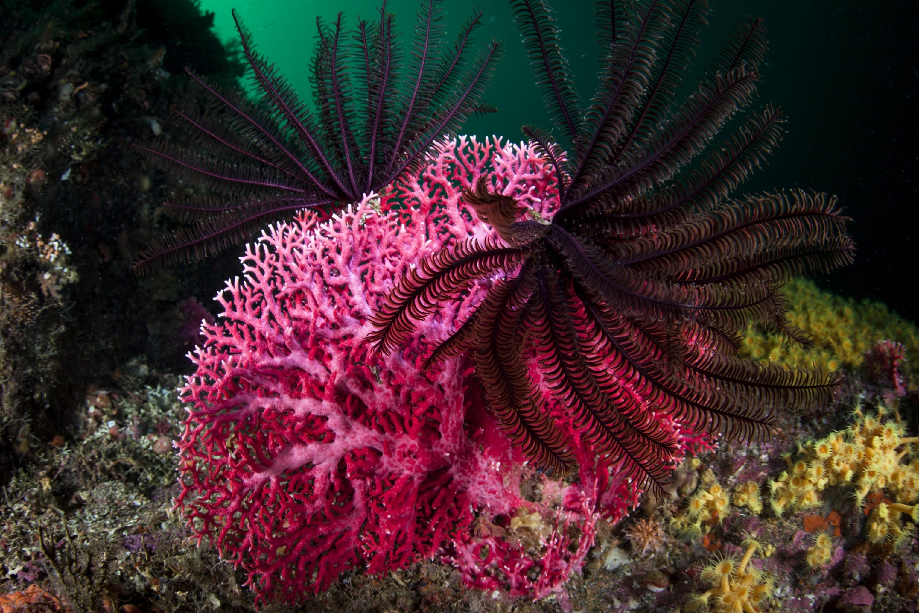 Best dive sites around the world