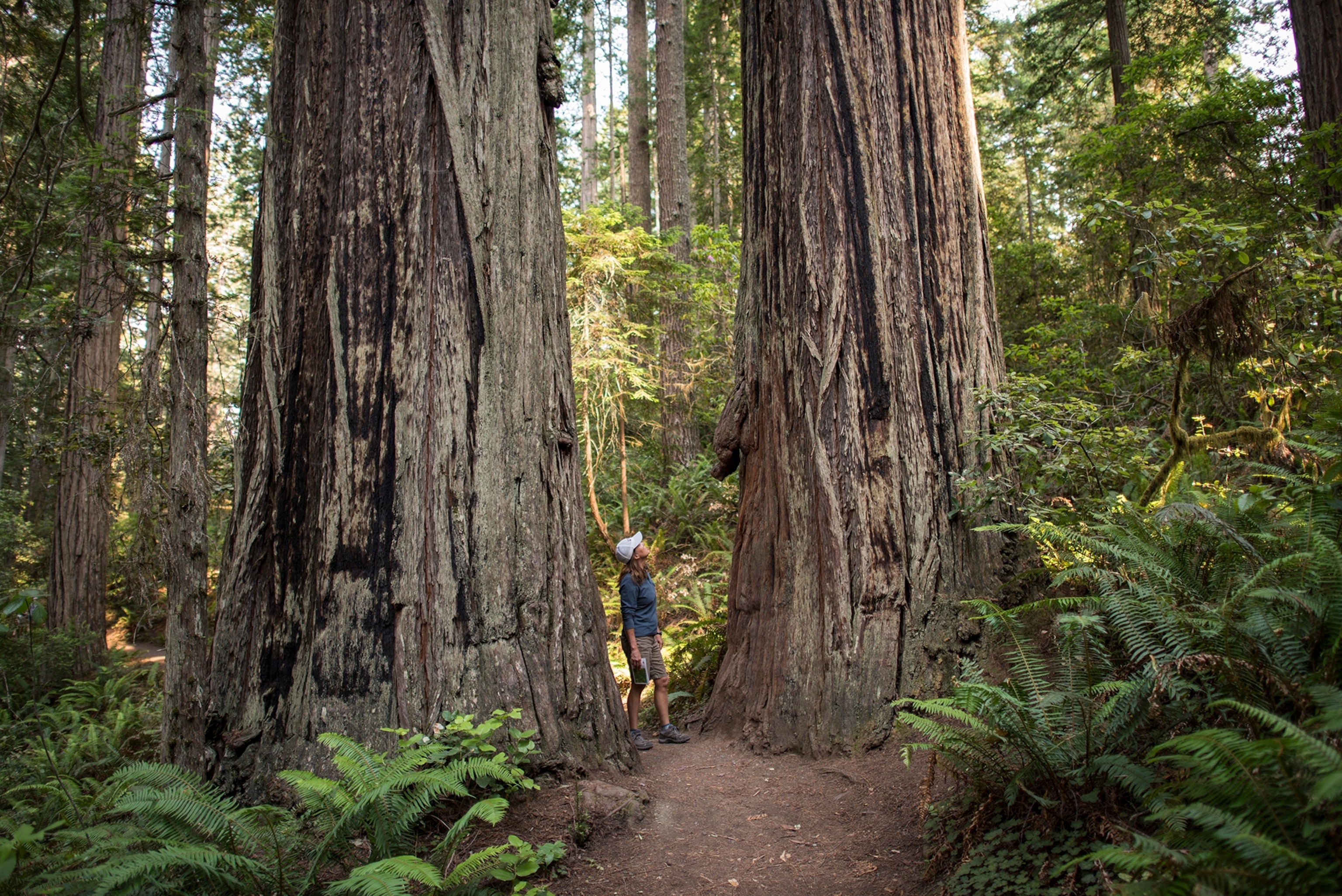 Everything to know about visiting Redwood National Park | National  Geographic