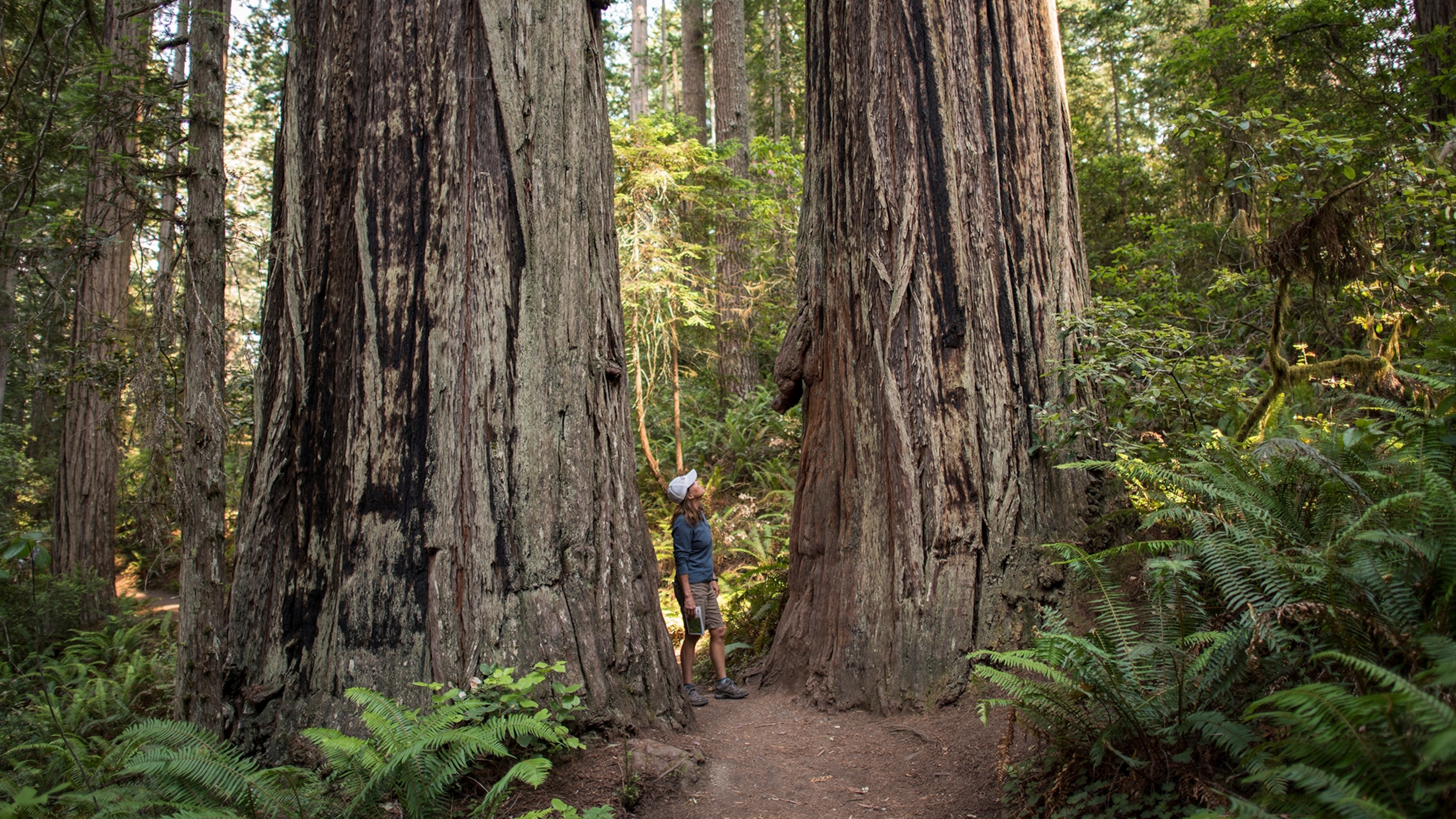 Everything you should know about Redwood National and State Parks