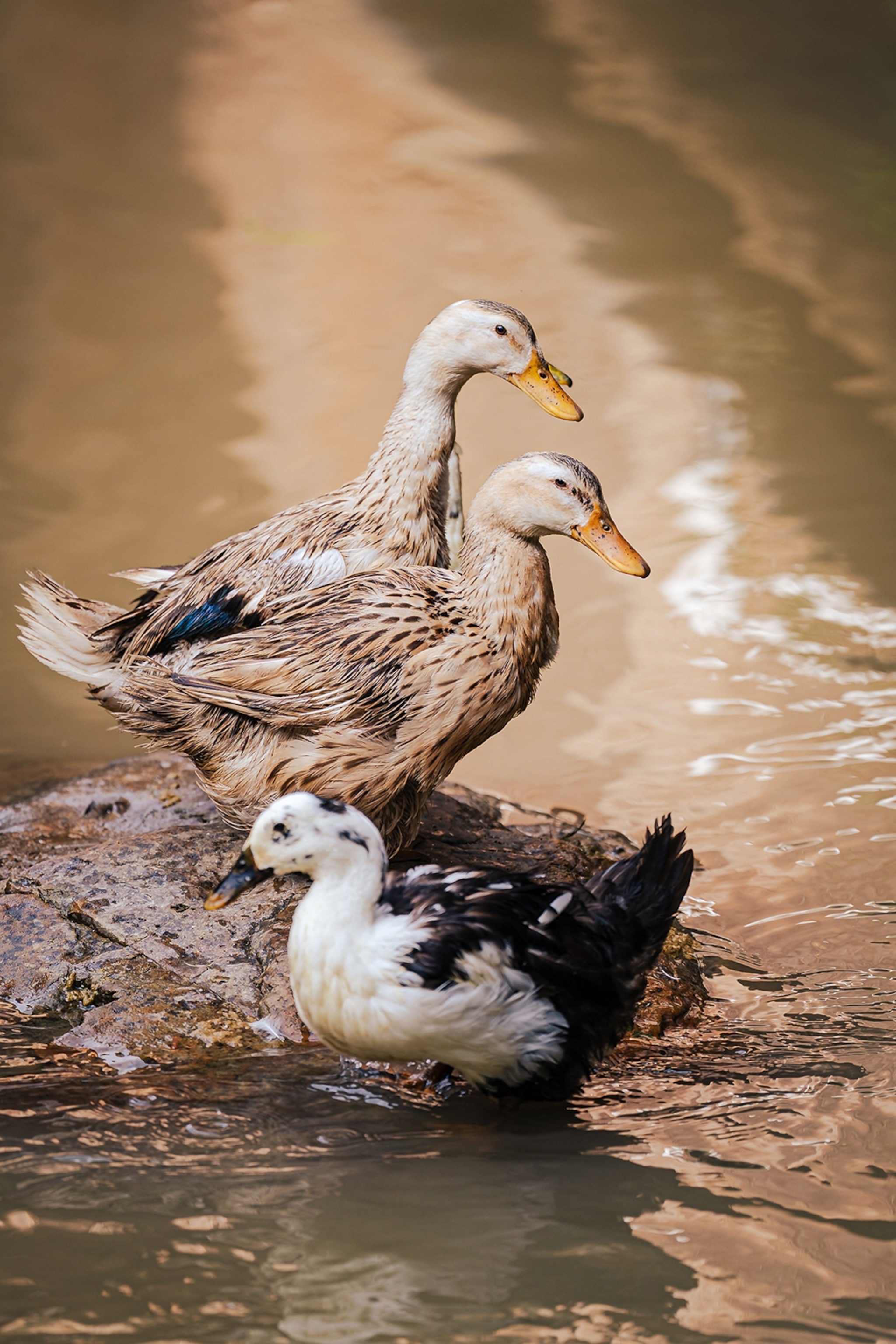 A close-up of a couple female ducks standing on a rock as a small river flows by.