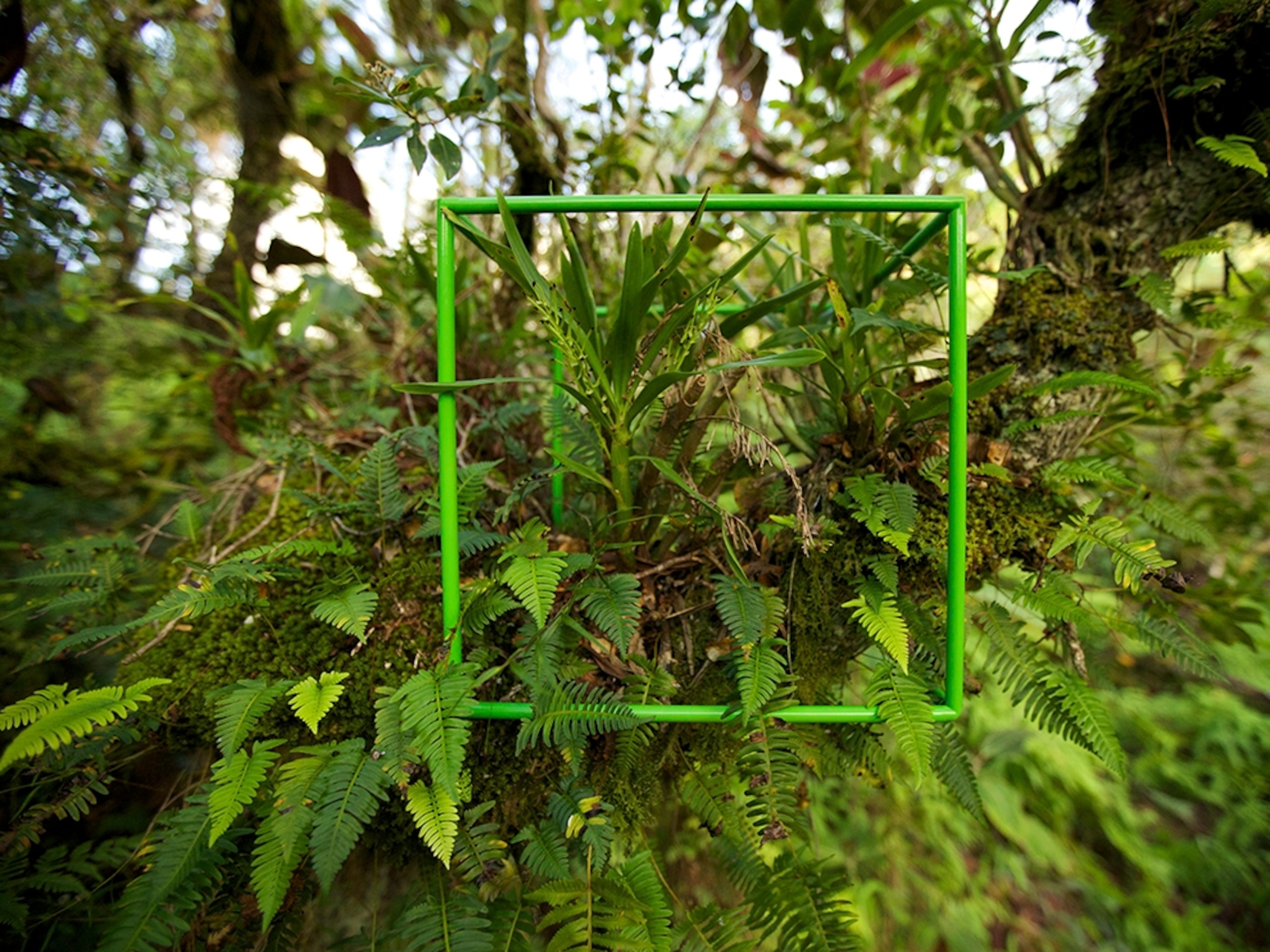 Notes: Metrosiderous canopy, Location: Moorea, French Polynesia,